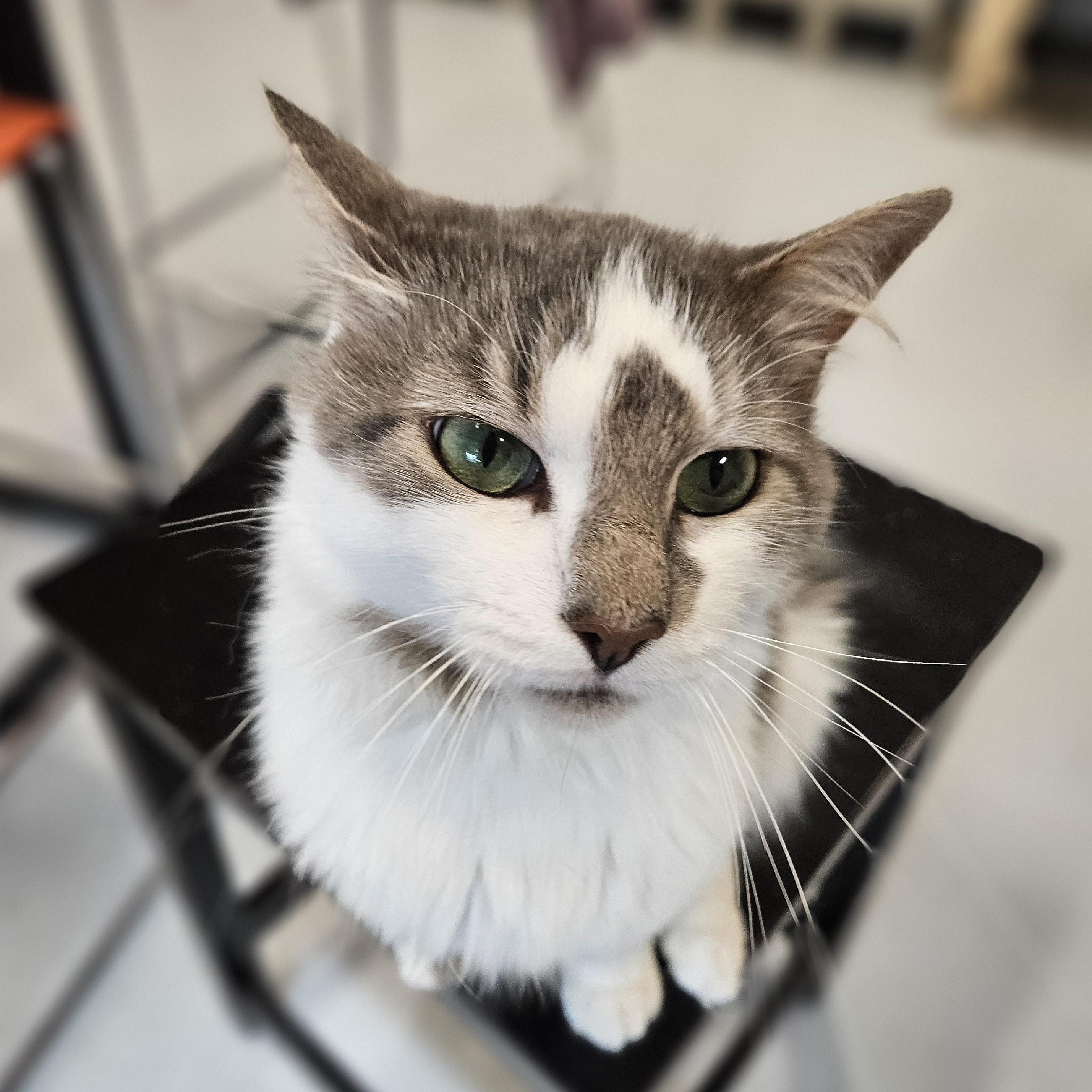 Enlarge Mozart, an adoptable Domestic Long Hair in Endicott, NY image 4/4