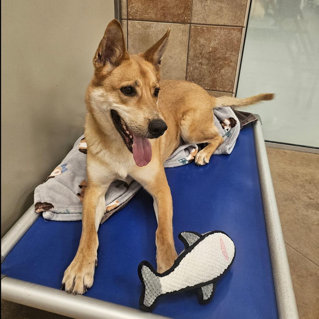 Tomo, Adoptable, Adult Male Mixed Breed.