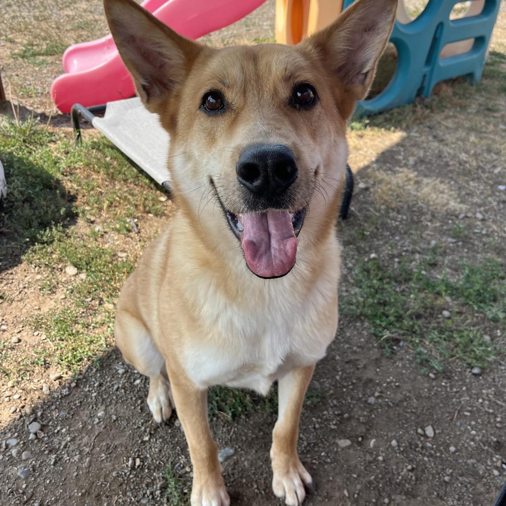 Tomo, a Adoptable Mixed Breed in Spokane, WA image 2/6