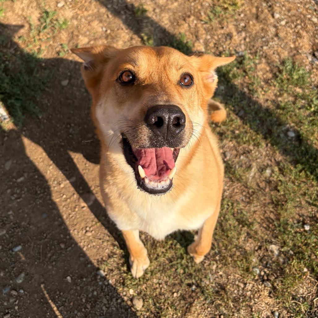 Tomo, a Adoptable Mixed Breed in Spokane, WA image 3/6