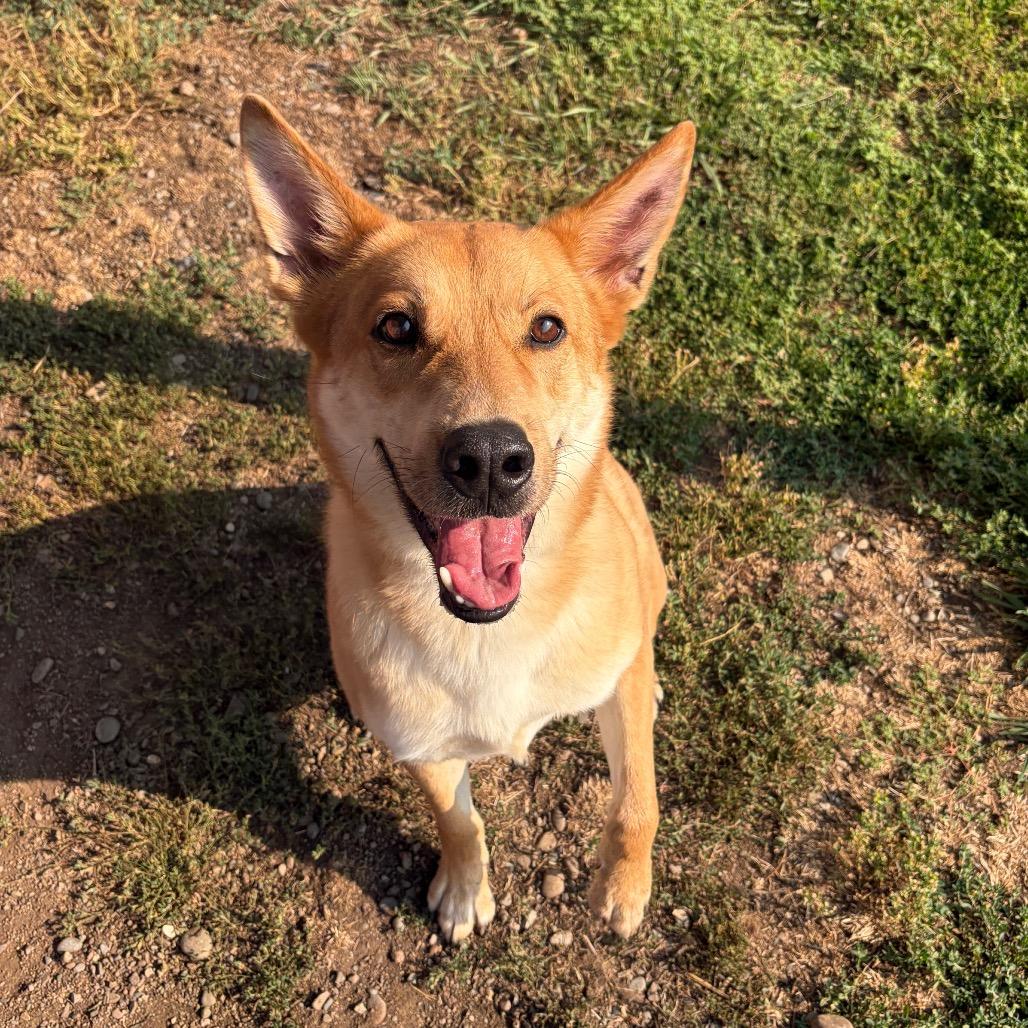 Tomo, a Adoptable Mixed Breed in Spokane, WA image 4/6