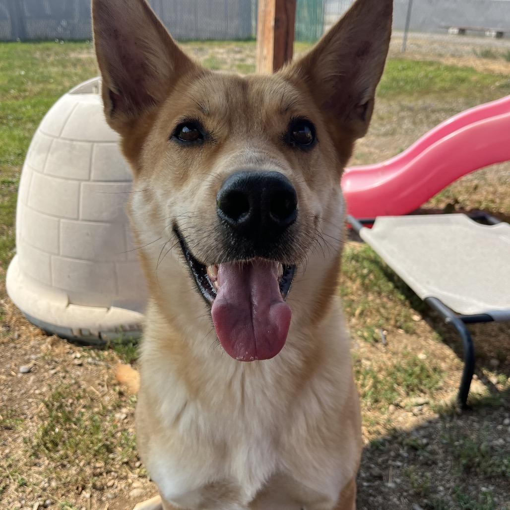 Tomo, a Adoptable Mixed Breed in Spokane, WA image 5/6