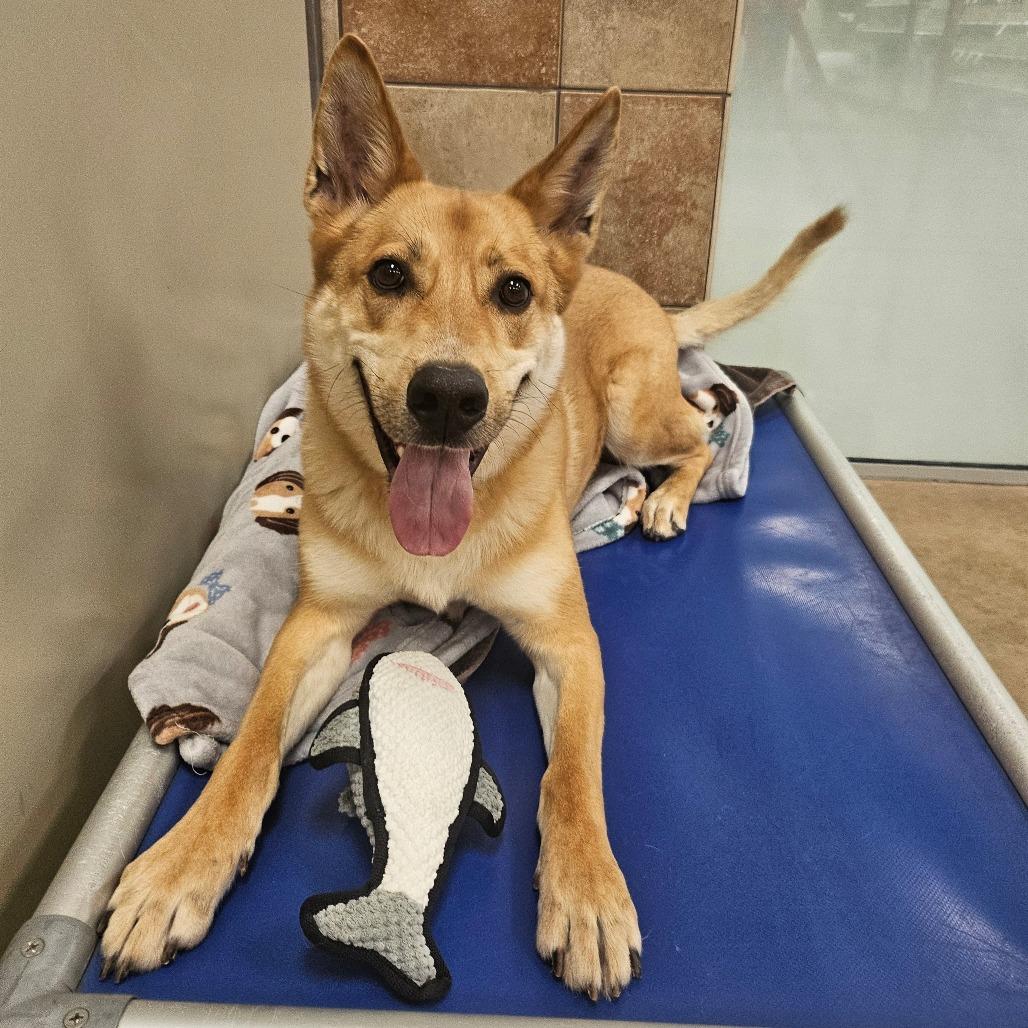 Tomo, a Adoptable Mixed Breed in Spokane, WA image 6/6