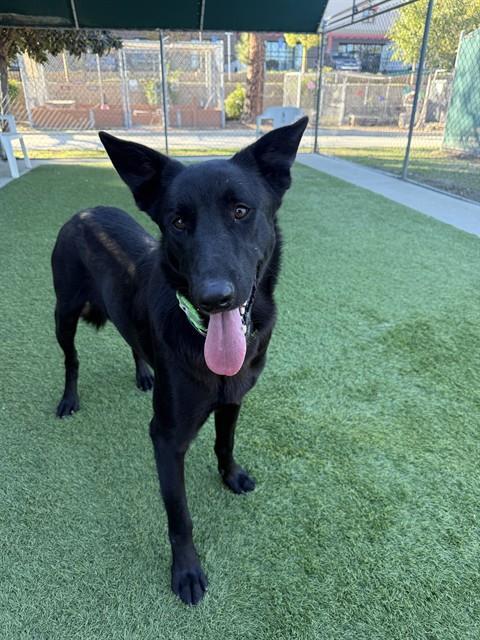 ELI, Adoptable, Young Male Belgian Shepherd / Malinois & German Shepherd Dog.