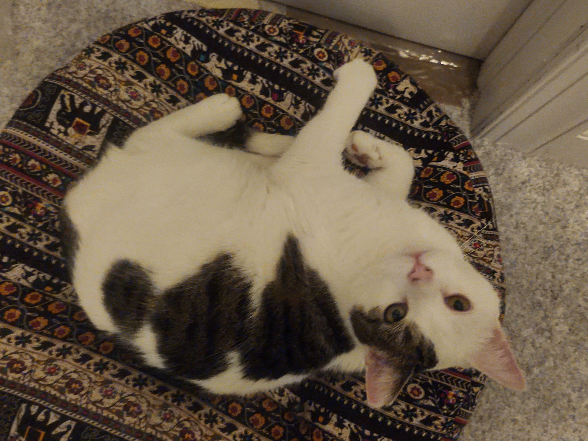 Enlarge Julian, an adopted Domestic Short Hair in Warminster, PA image 1/5