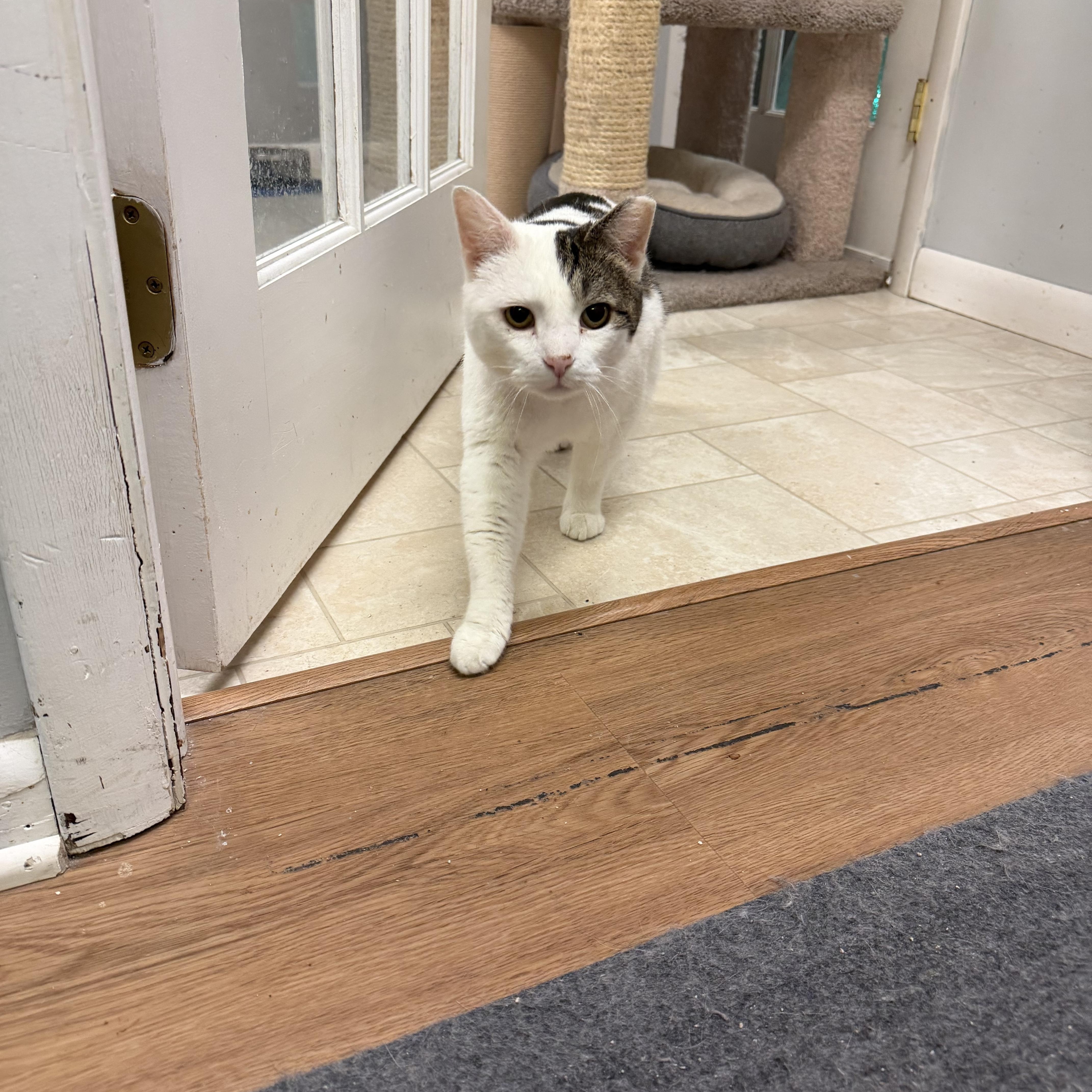 Enlarge Julian, an adopted Domestic Short Hair in Warminster, PA image 5/5