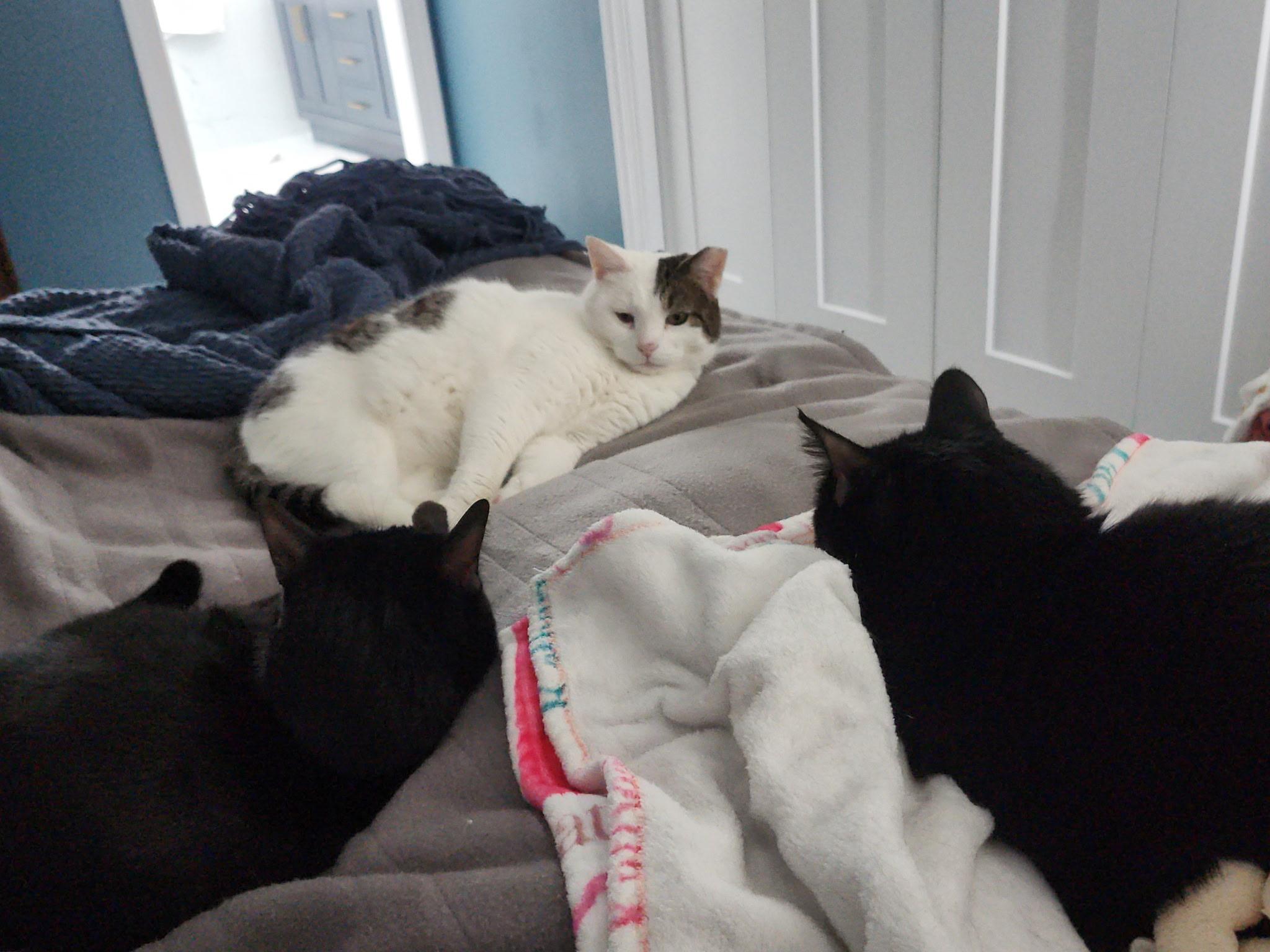 Enlarge Julian, an adopted Domestic Short Hair in Warminster, PA image 3/5