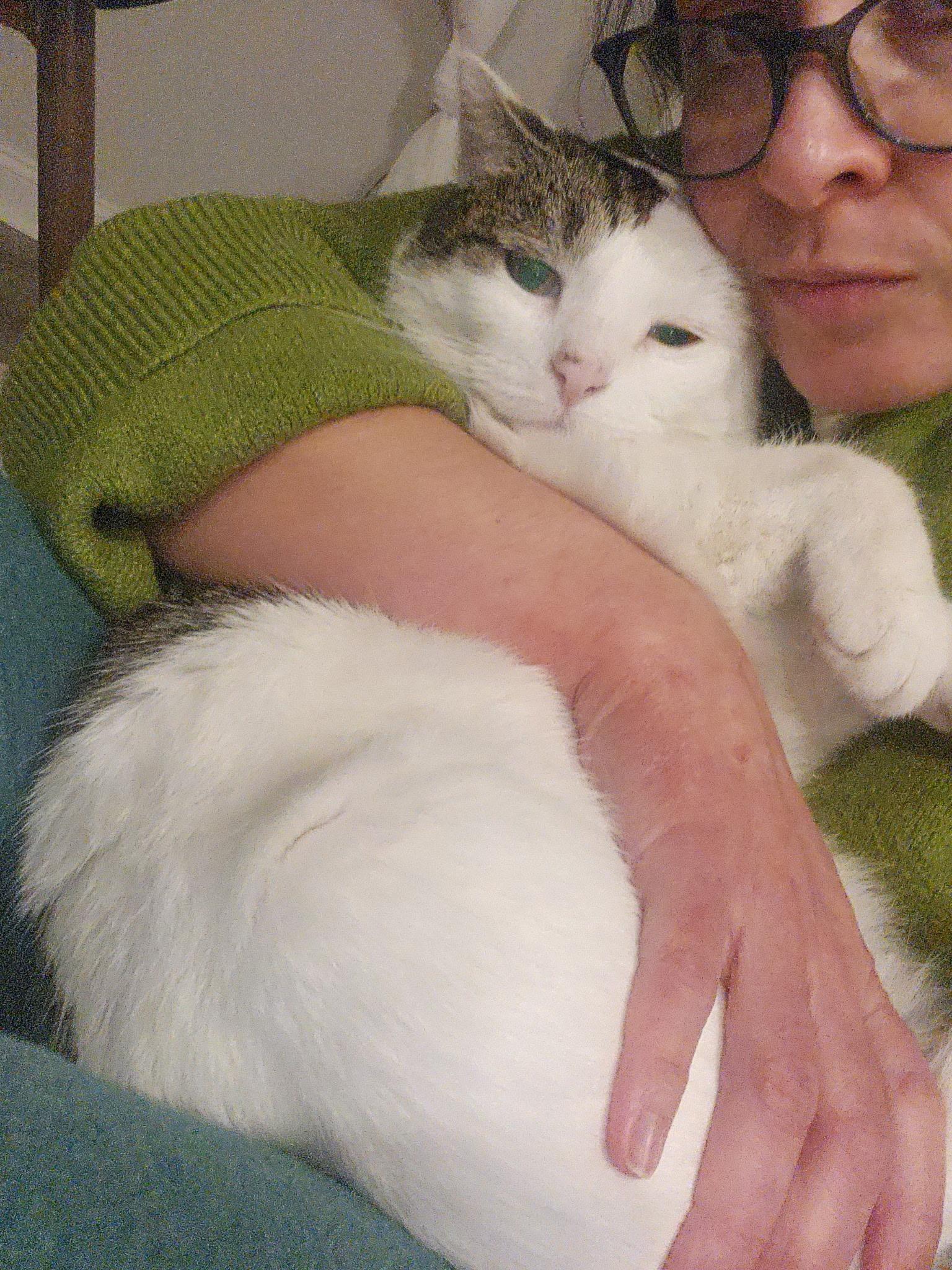 Enlarge Julian, an adopted Domestic Short Hair in Warminster, PA image 4/5