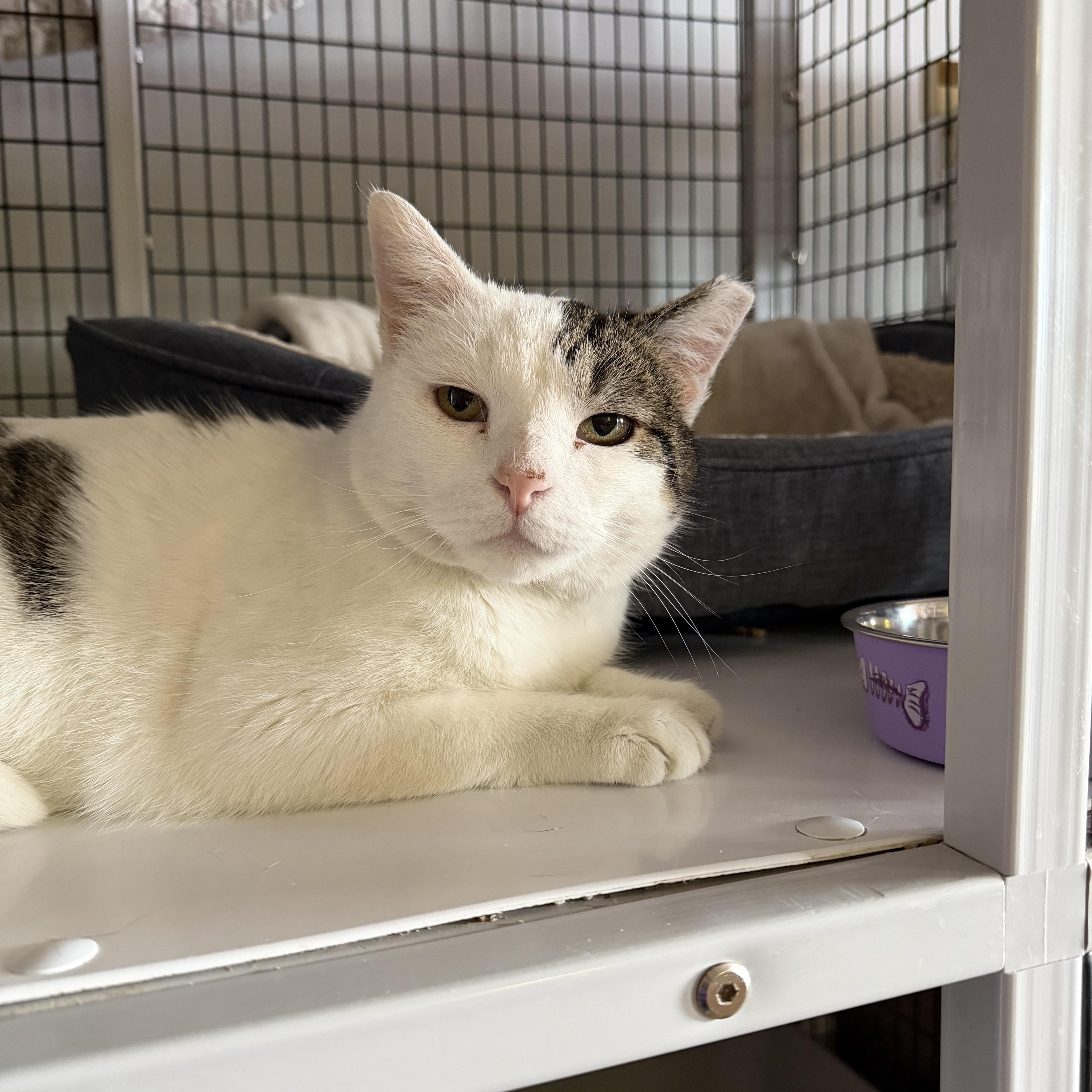 Enlarge Julian, an adopted Domestic Short Hair in Warminster, PA image 2/5