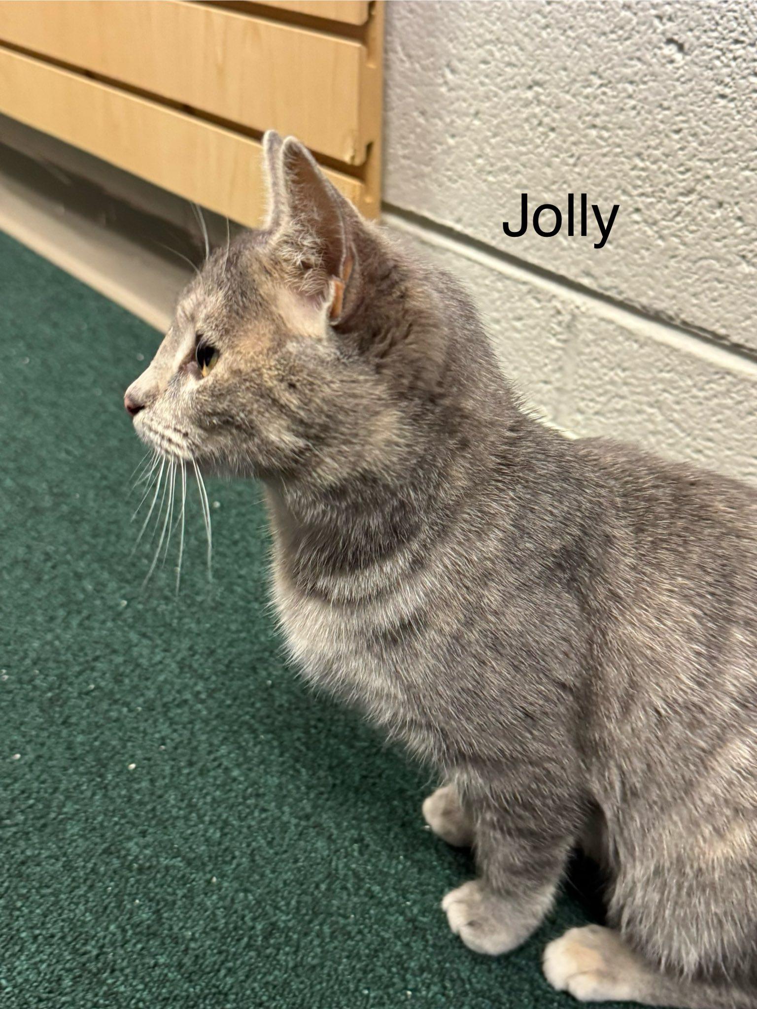 Enlarge Jolly, Rescued at Christmas with her twin sister Holly, a ADOPTABLE American Shorthair in Mt Airy, NC image 2/2