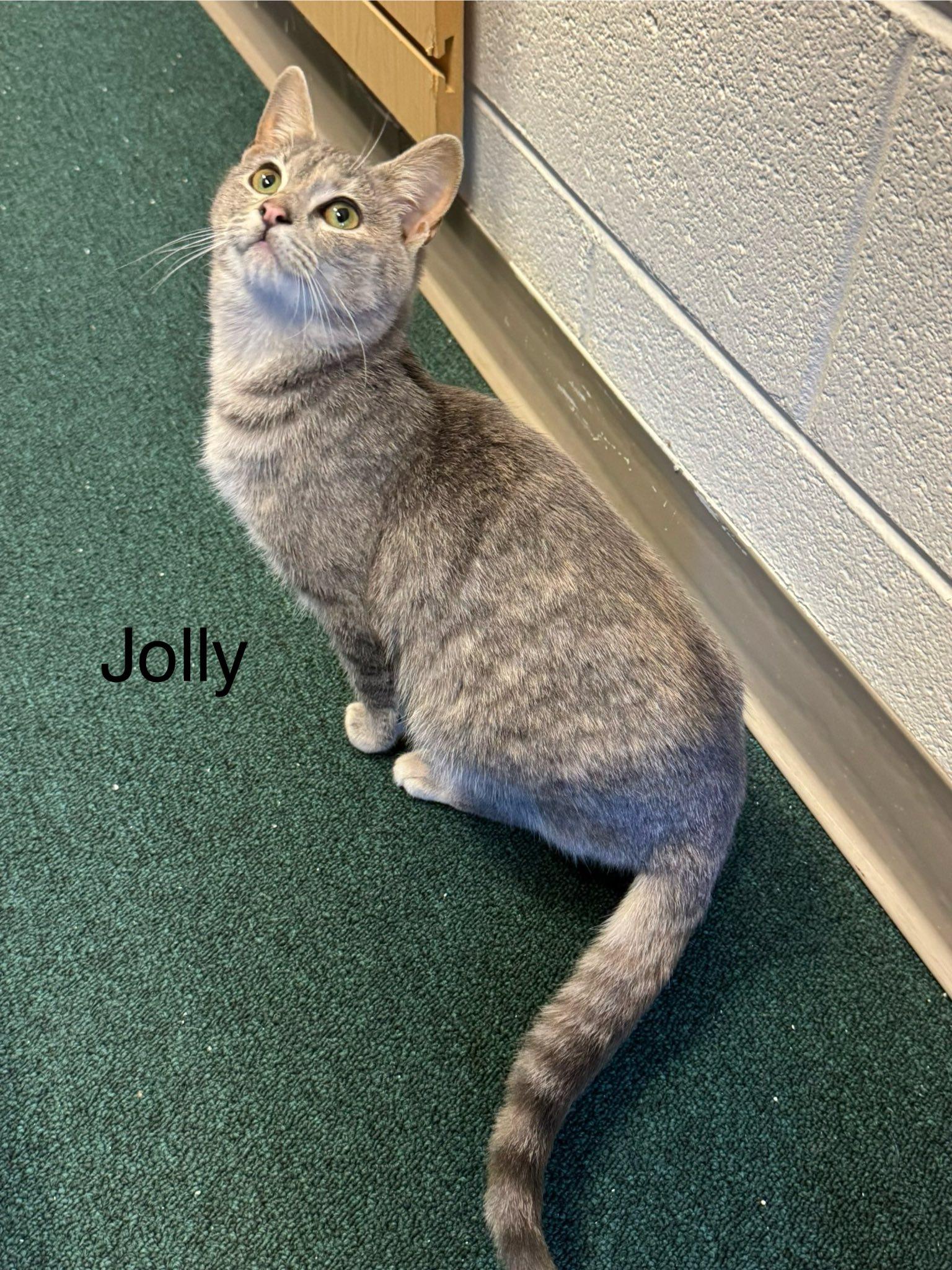 Jolly, Rescued at Christmas with her twin sister Holly, ADOPTABLE, Young Female American Shorthair.
