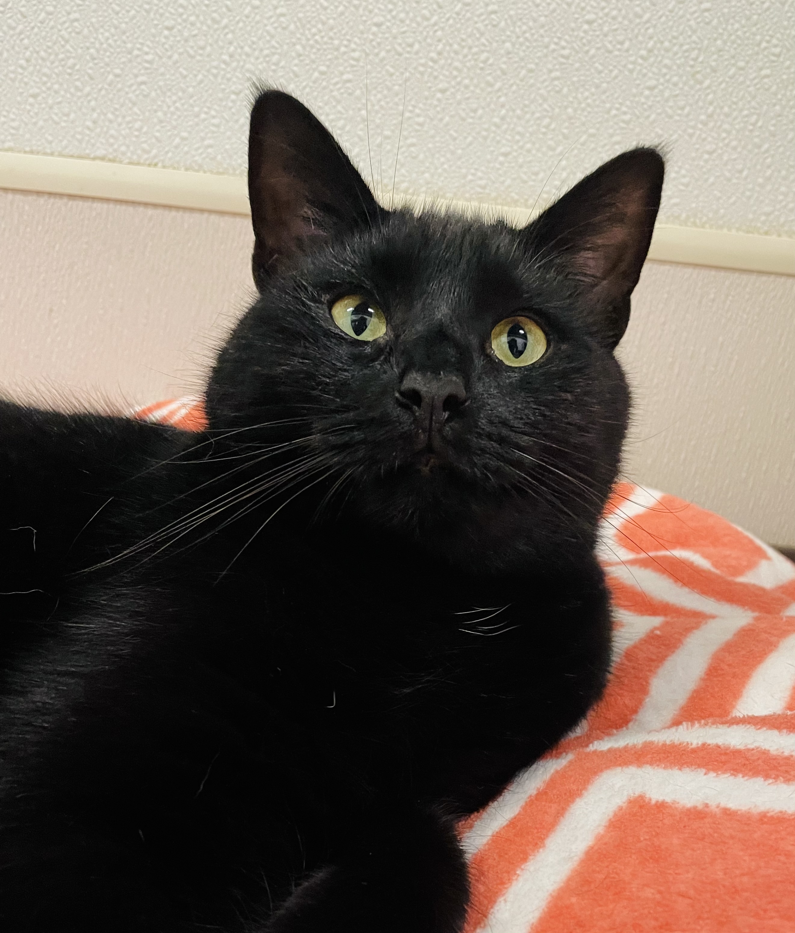 Chili, a Adoptable Domestic Short Hair in Salisbury, NC image 3/5