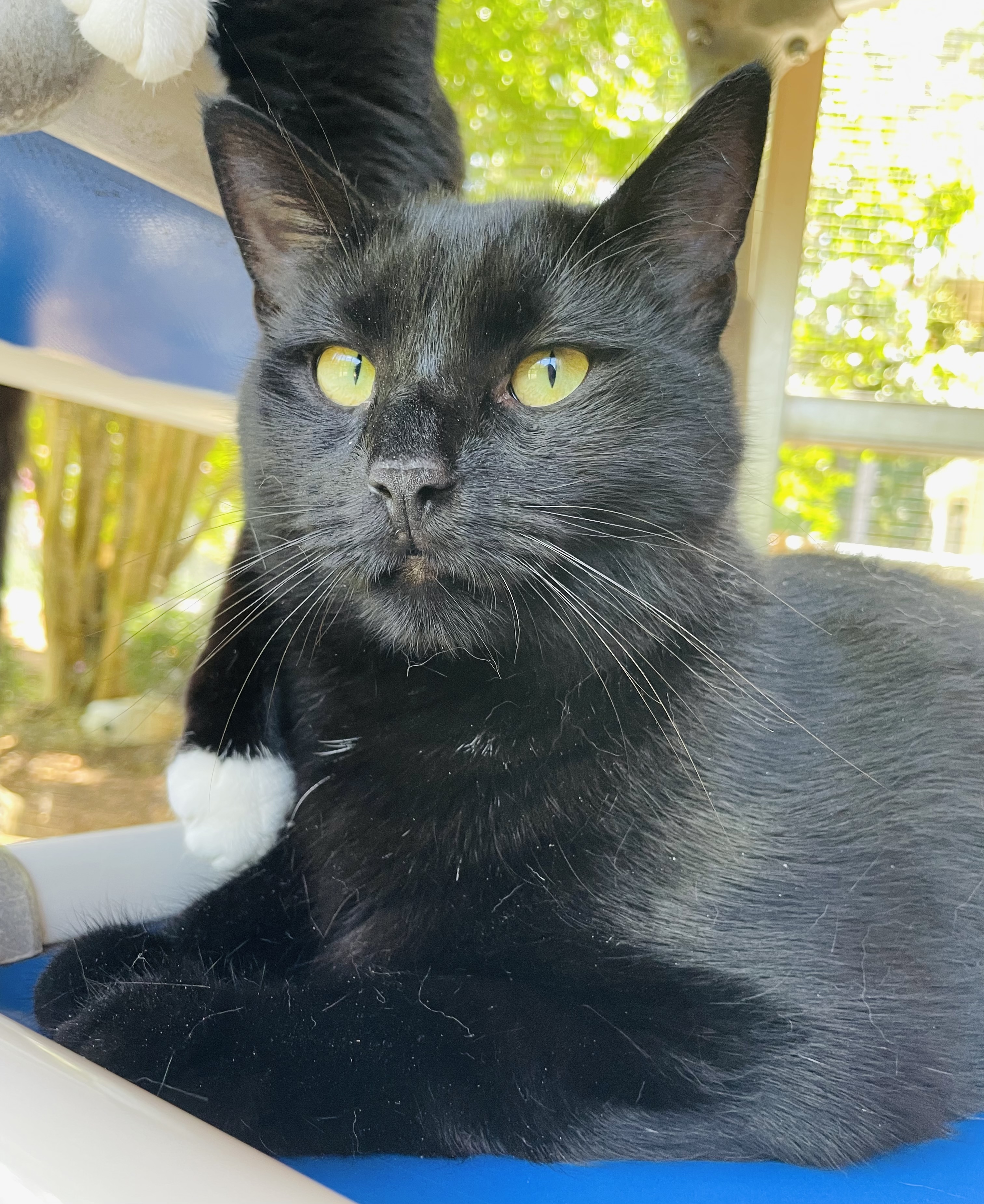 Chili, a Adoptable Domestic Short Hair in Salisbury, NC image 4/5