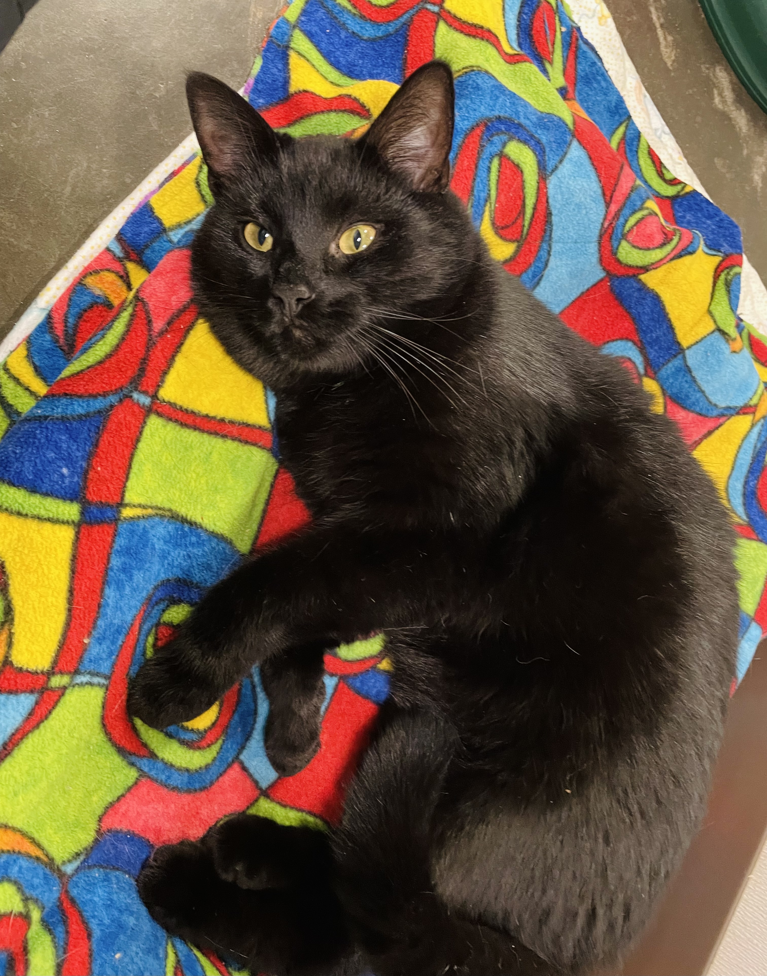 Chili, a Adoptable Domestic Short Hair in Salisbury, NC image 5/5