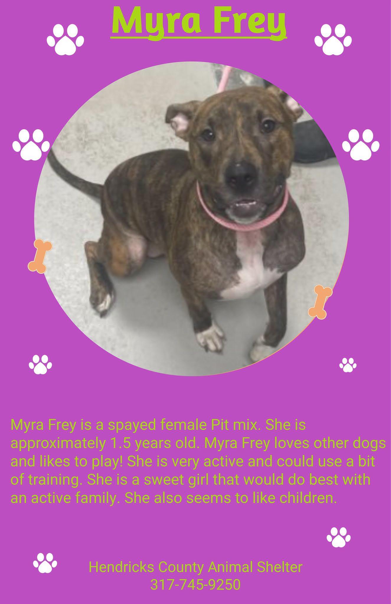 Myra Frey, ADOPTABLE, Adult Female Pit Bull Terrier.