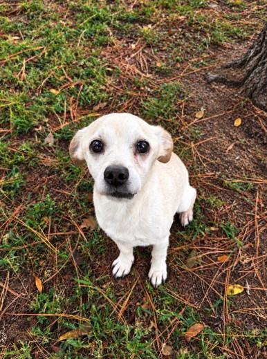 COOL WHIP, Adopted, Adult Male Chihuahua.
