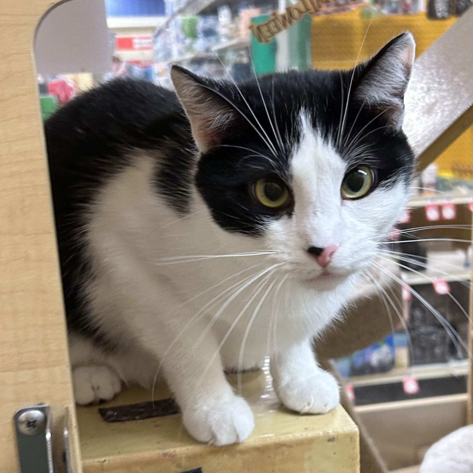 Enlarge Ed, a Adoptable Domestic Short Hair in Norwood, OH image 1/2