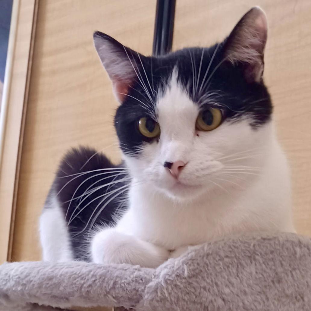 Ed, Adoptable, Young Male Domestic Short Hair.