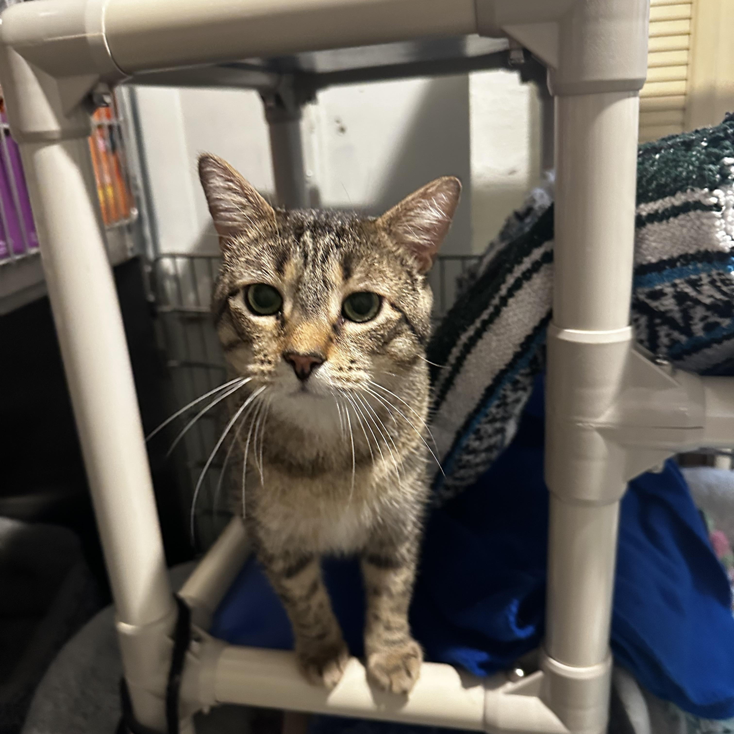 Lou, Adoptable, Adult Male Domestic Short Hair.