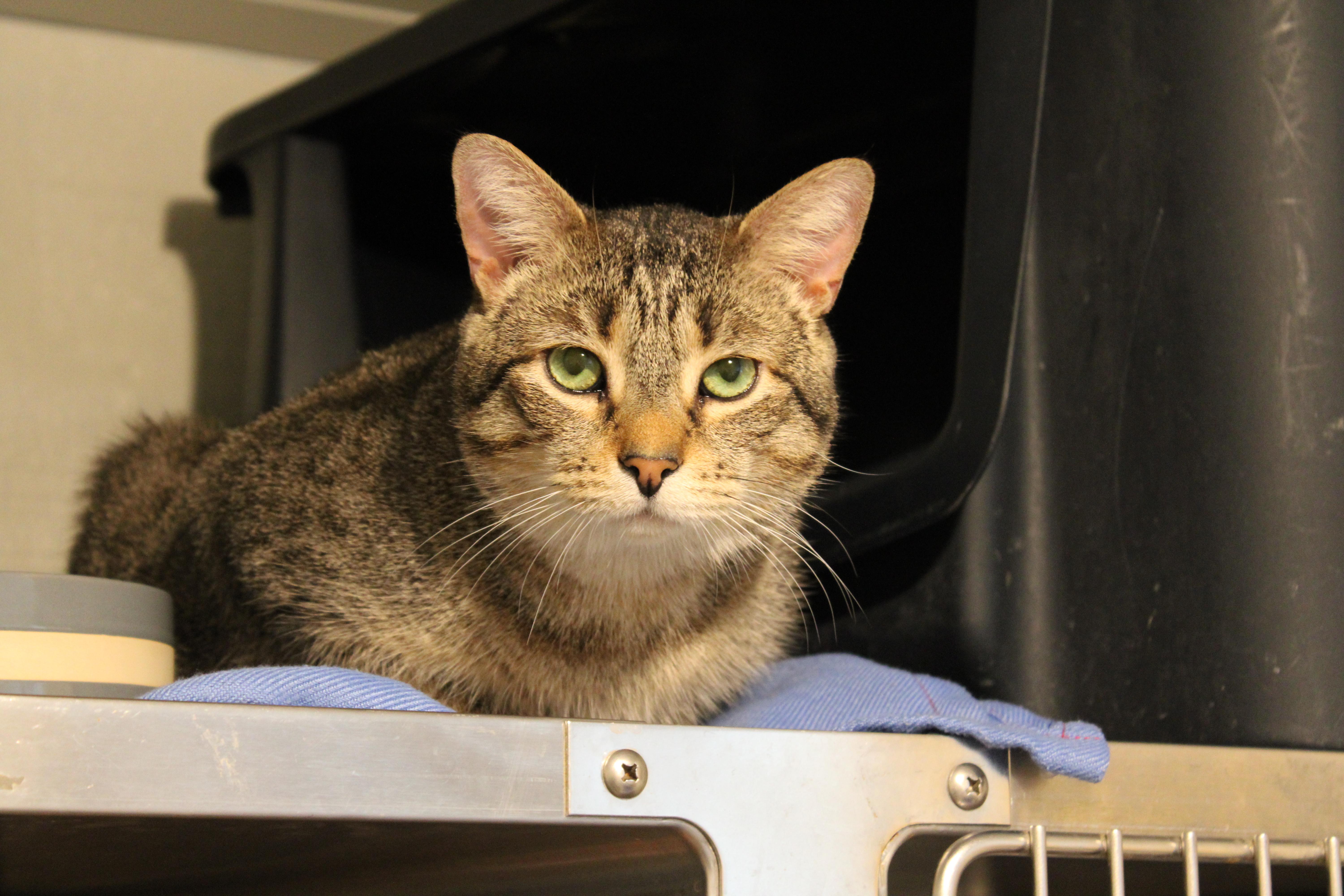 Enlarge Lou, a Adoptable Domestic Short Hair in Lombard, IL image 2/2