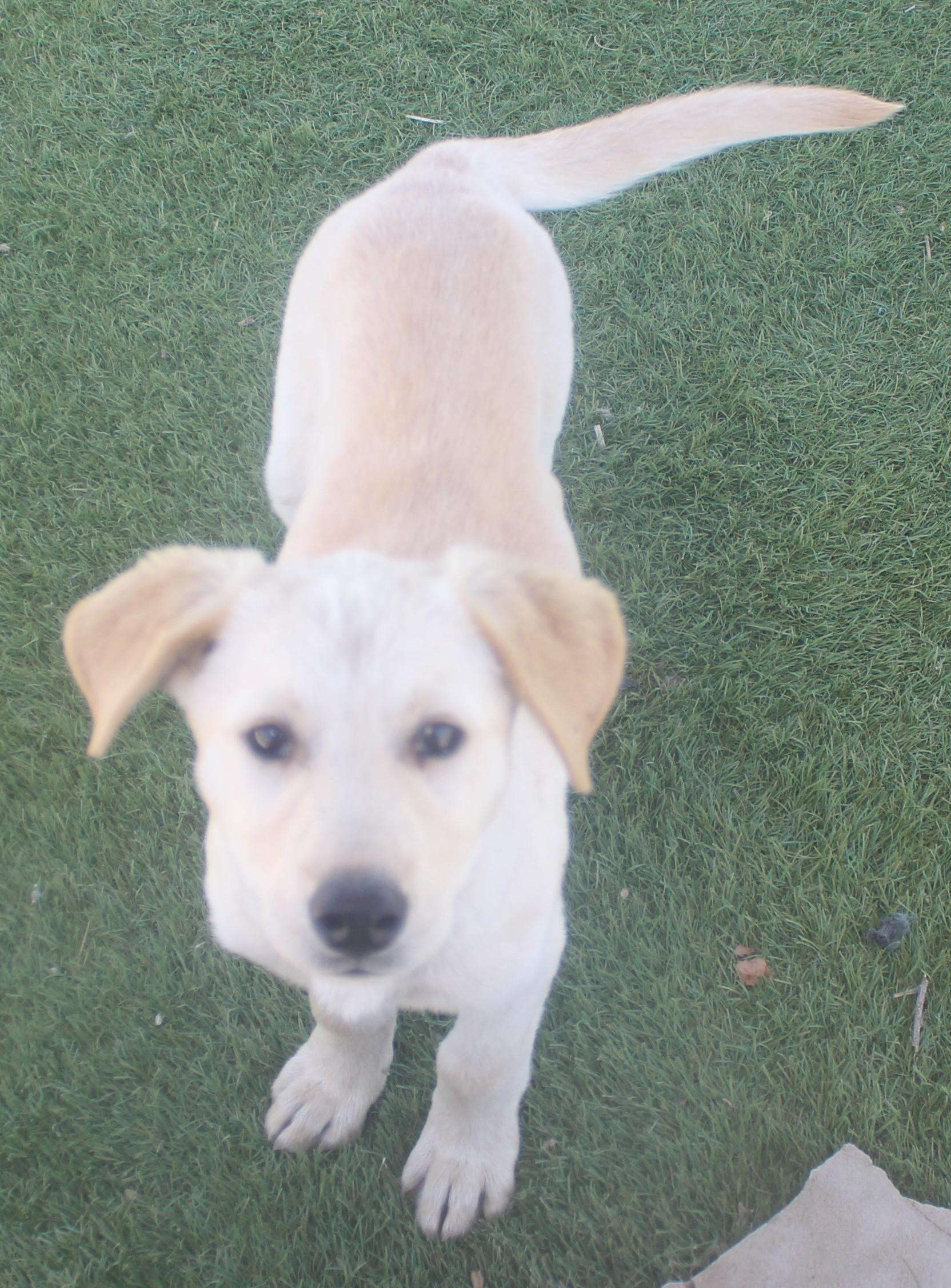 Enlarge Hollywood Available June 2, an adopted mixed breed in Wasco, CA image 2/6