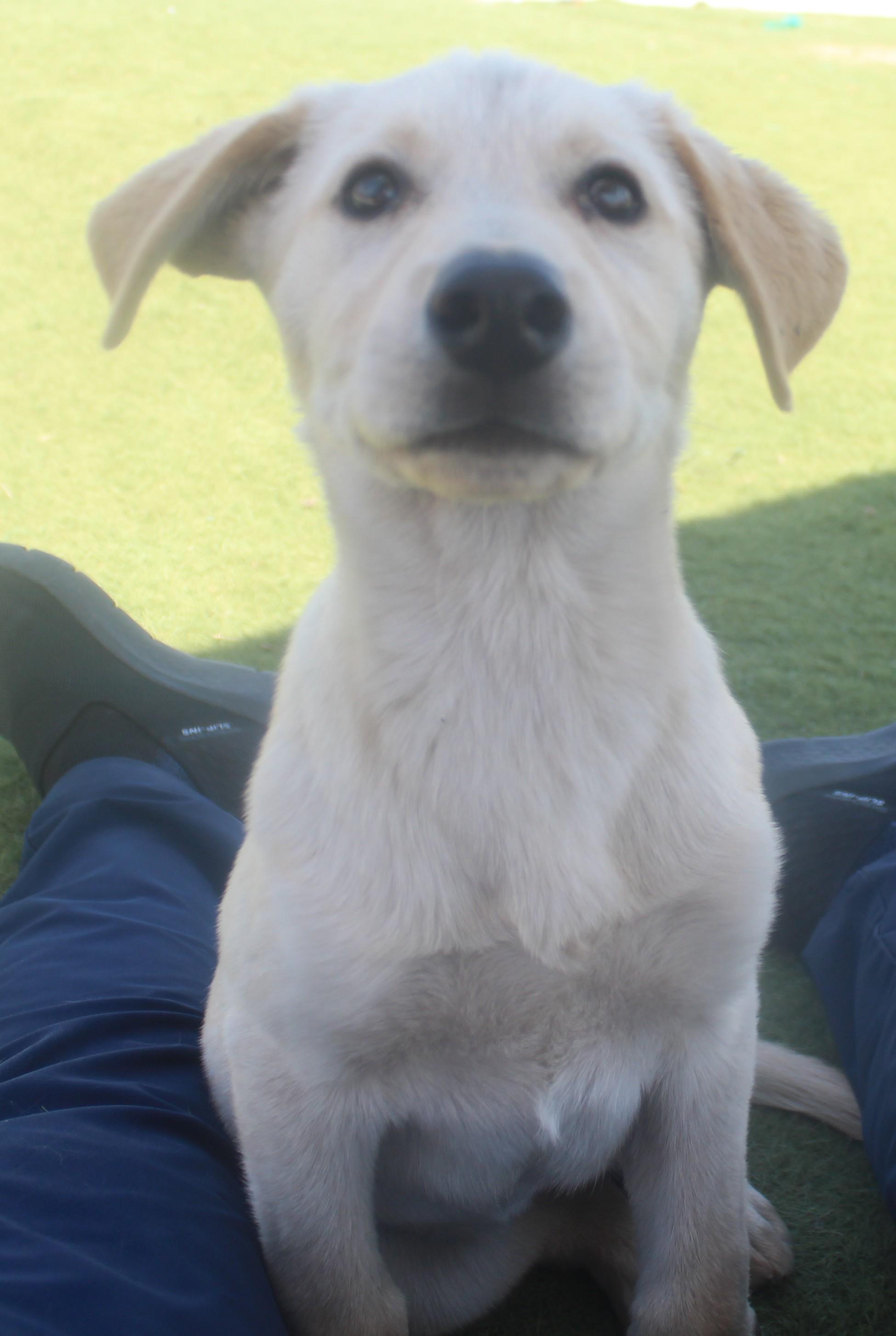 Enlarge Hollywood Available June 2, an adopted mixed breed in Wasco, CA image 1/6