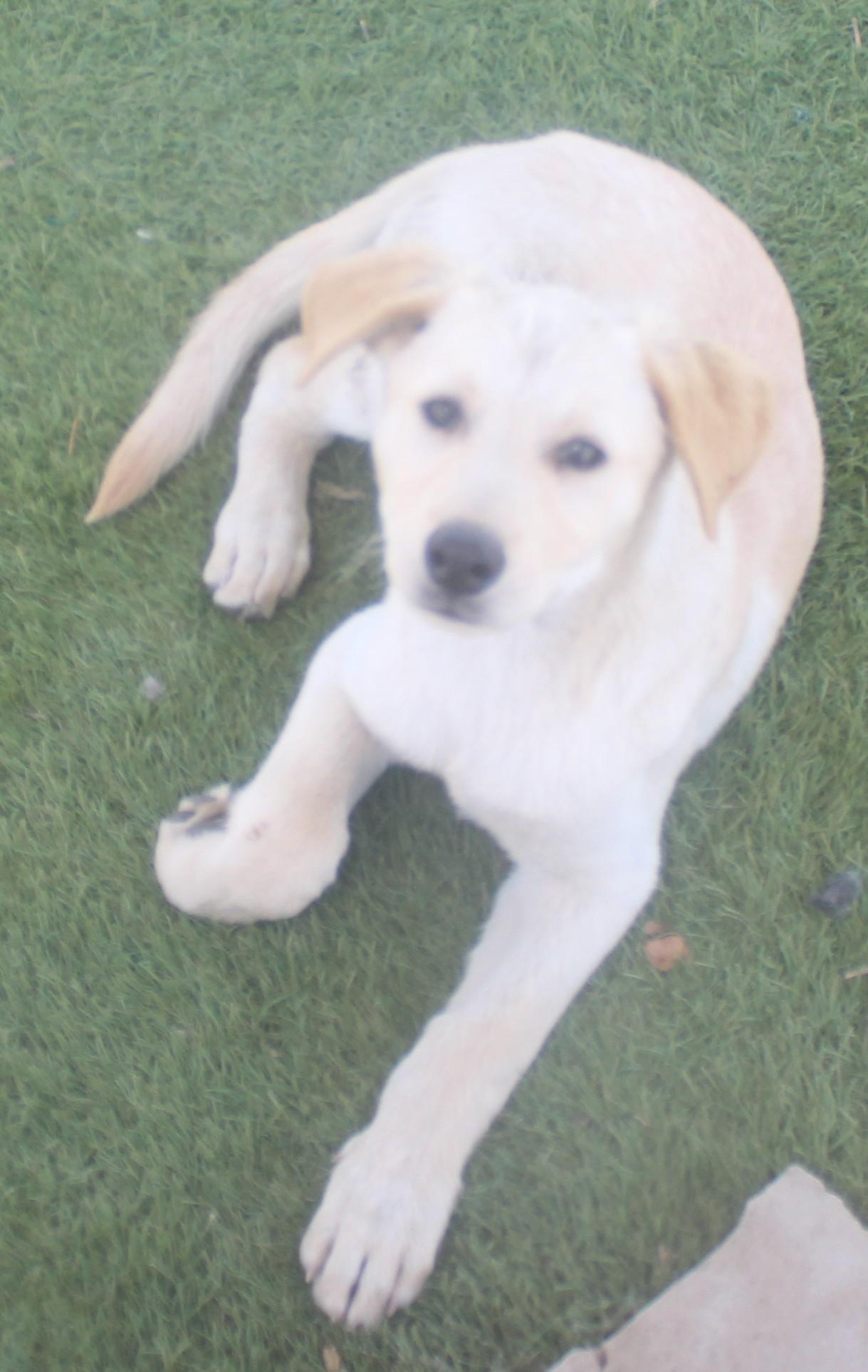 Enlarge Hollywood Available June 2, an adopted mixed breed in Wasco, CA image 4/6