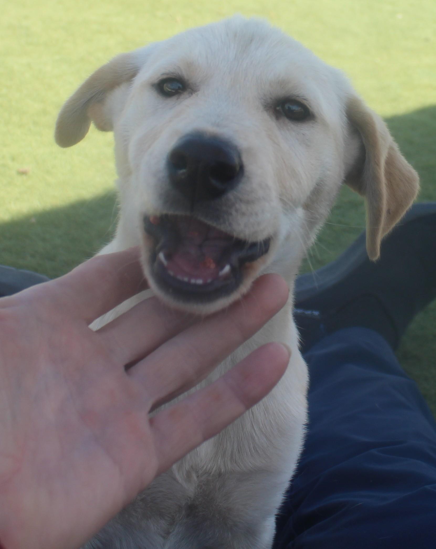 Enlarge Hollywood Available June 2, an adopted mixed breed in Wasco, CA image 5/6