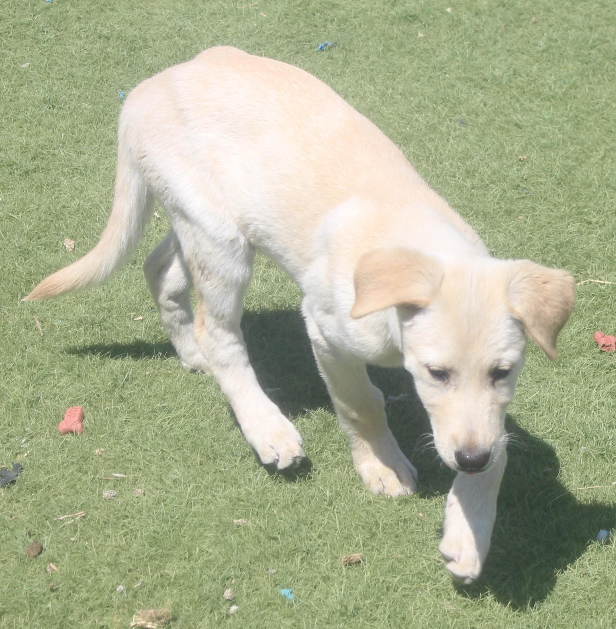 Enlarge Hollywood Available June 2, an adopted mixed breed in Wasco, CA image 3/6
