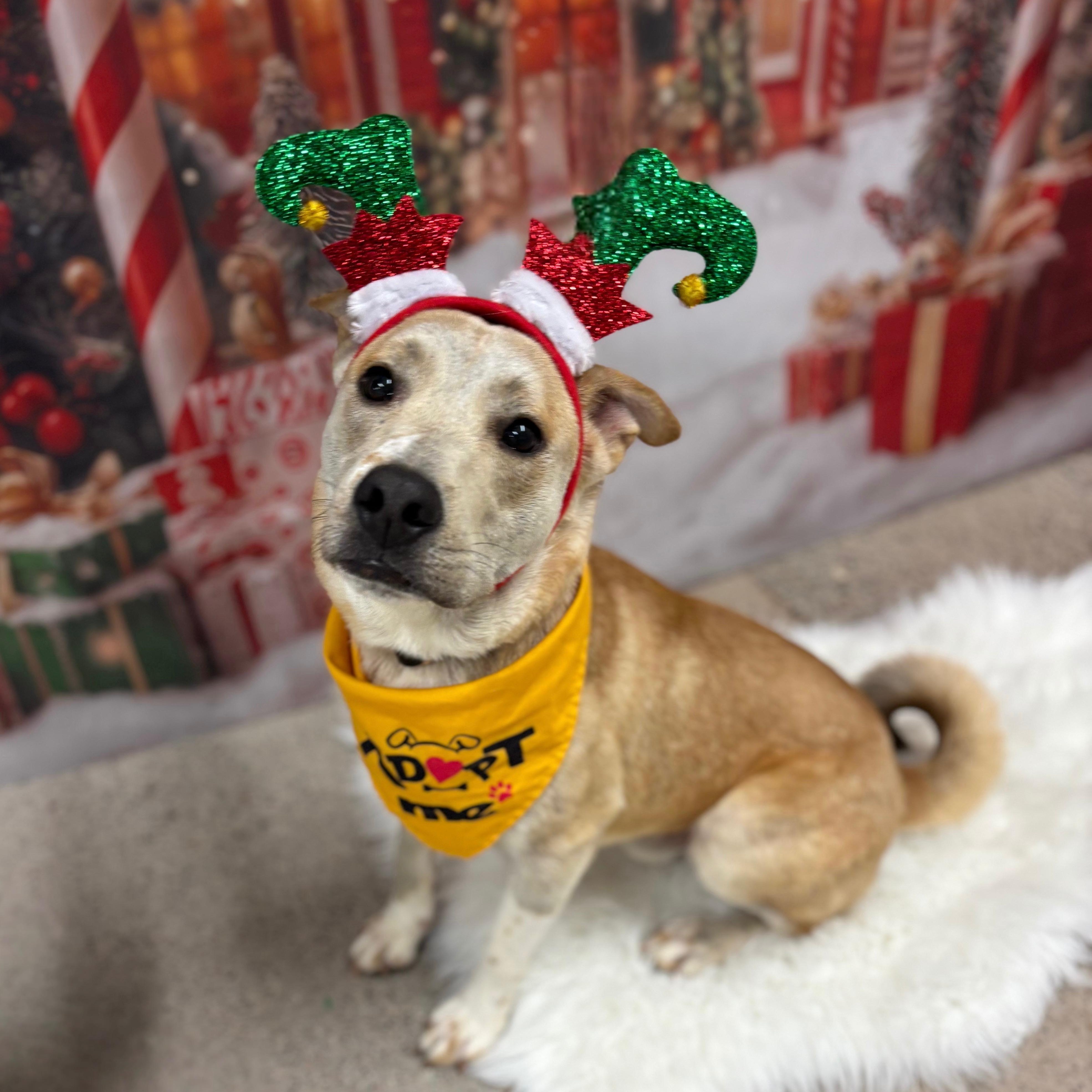 Ben, a Adoptable mixed breed in Phoenix, AZ image 1/6