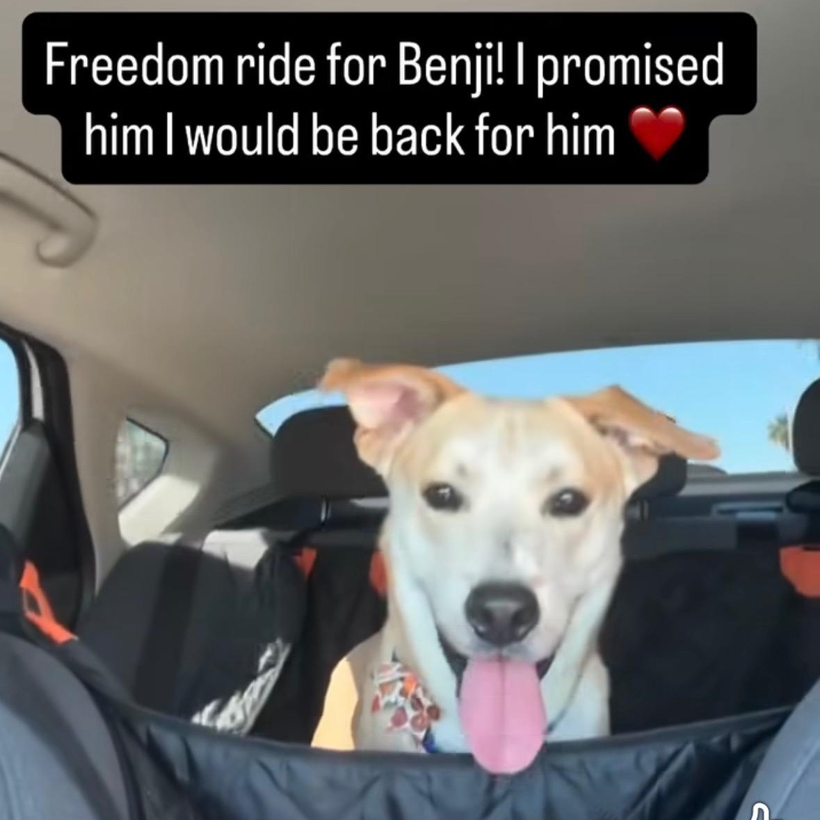 Ben, a Adoptable mixed breed in Phoenix, AZ image 4/6