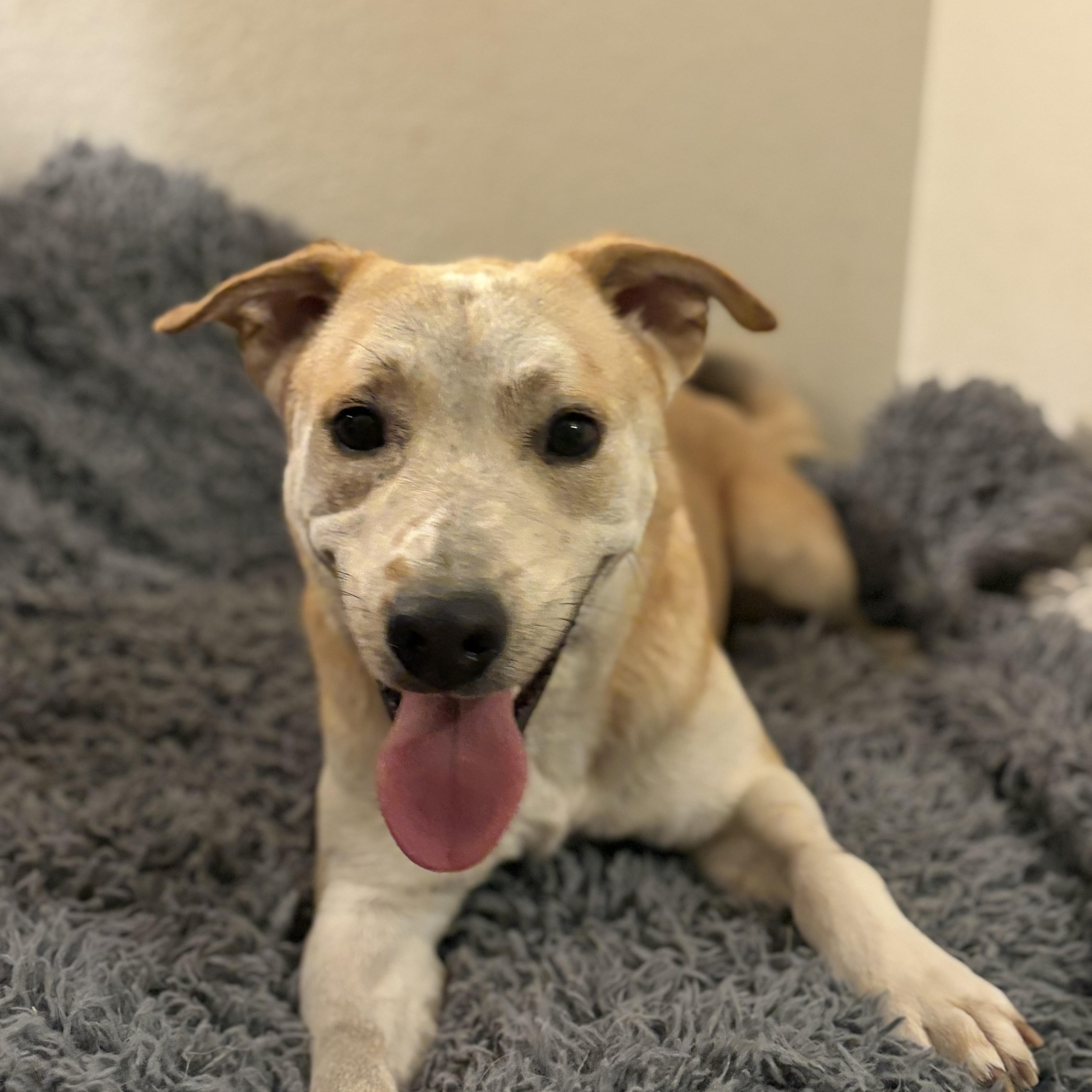 Ben, a Adoptable mixed breed in Phoenix, AZ image 2/6