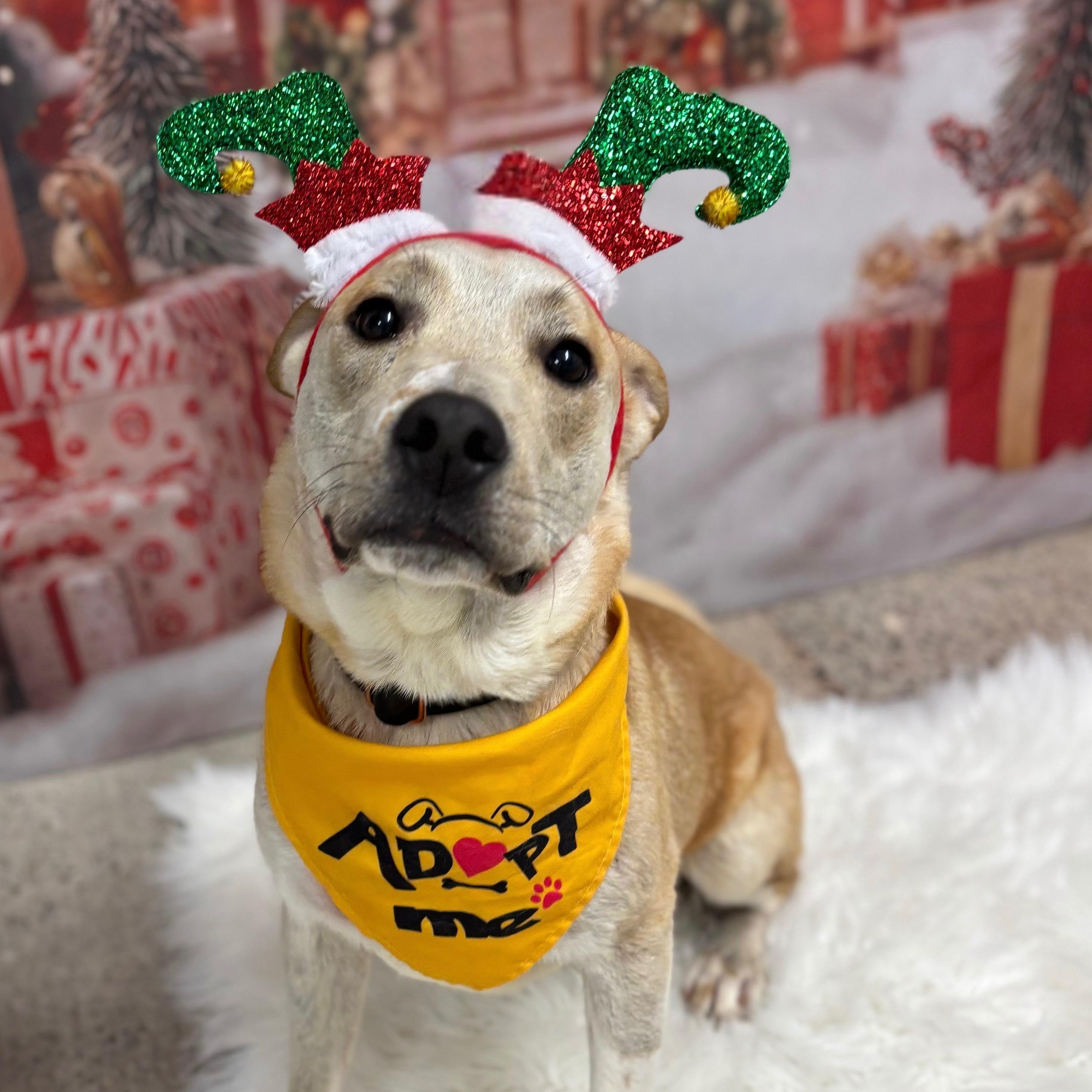 Ben, a Adoptable mixed breed in Phoenix, AZ image 3/6