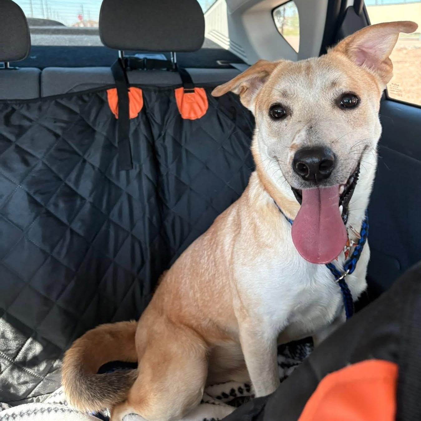 Ben, a Adoptable mixed breed in Phoenix, AZ image 5/6