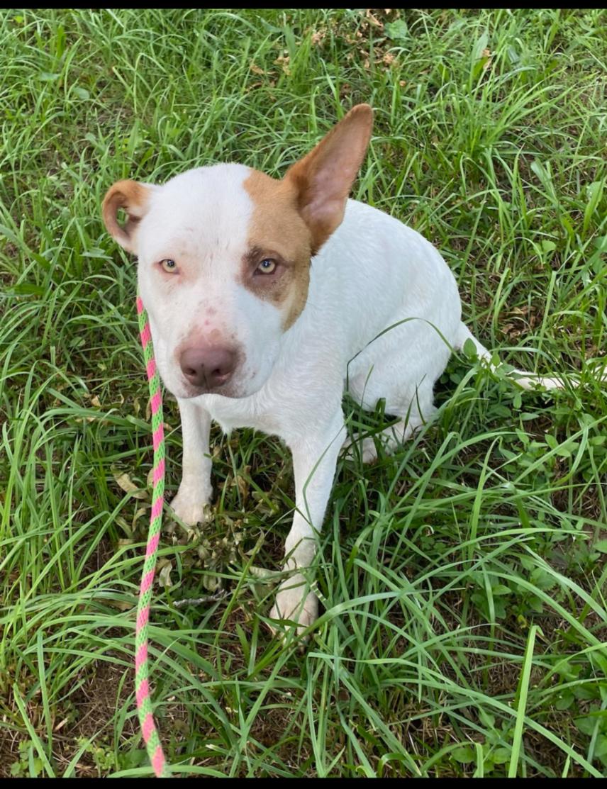 Tribble, ADOPTABLE, Adult Male German Shepherd Dog & American Staffordshire Terrier.