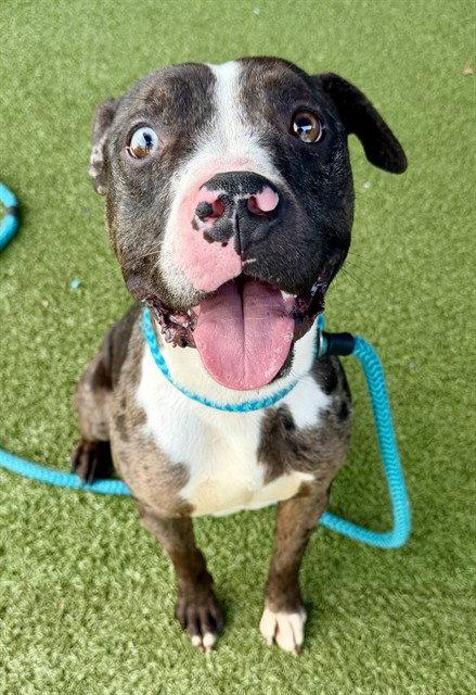 Levi, Adoptable, Adult Male Terrier.
