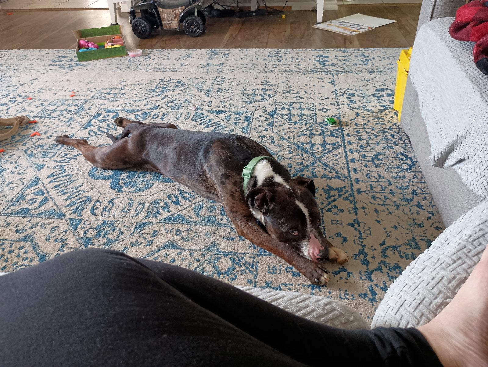 Levi, a Adoptable Terrier in St. Louis, MO image 2/3