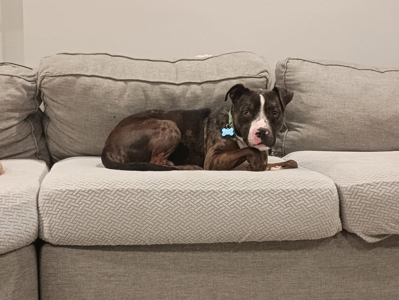 Levi, a Adoptable Terrier in St. Louis, MO image 3/3