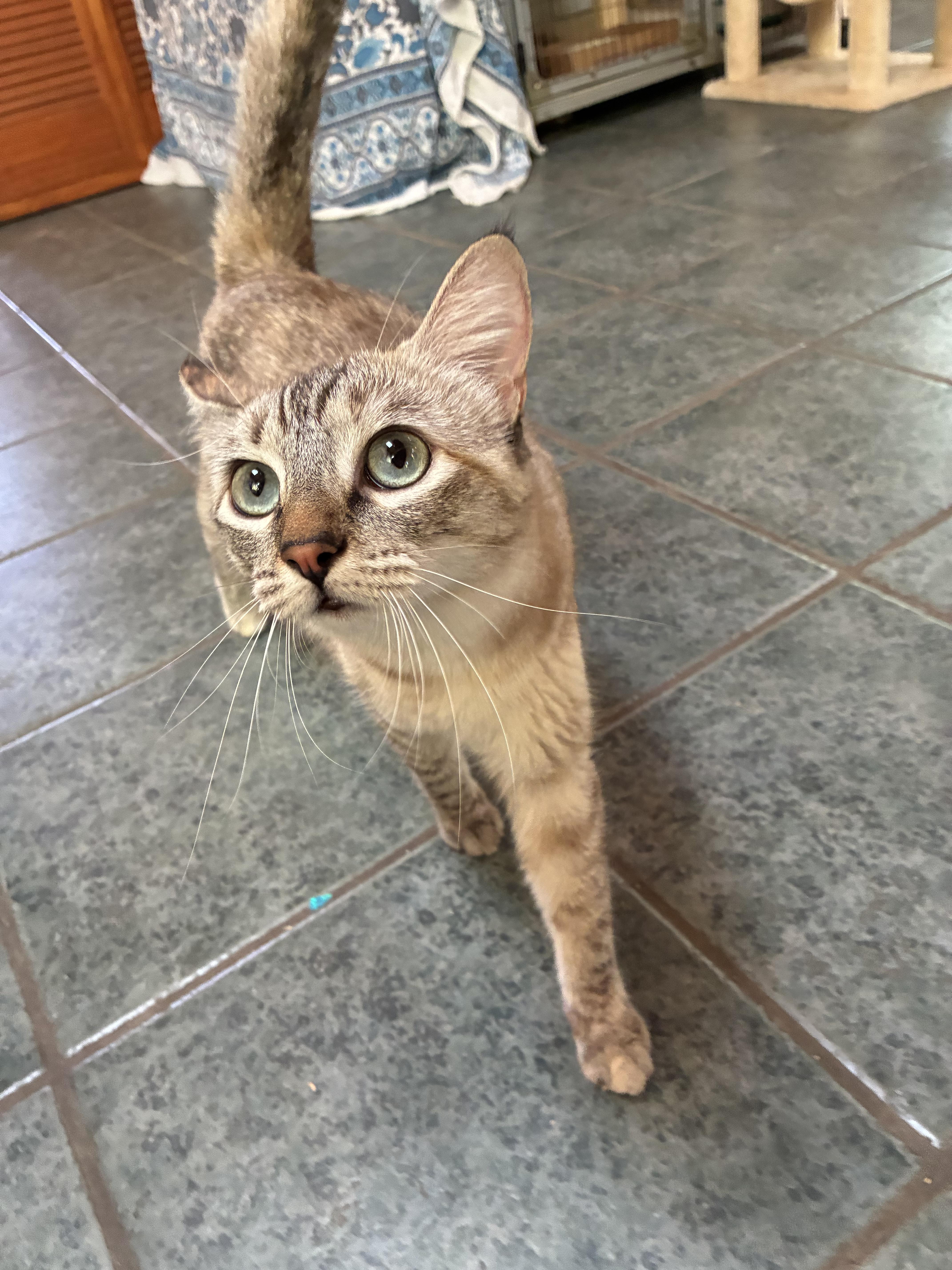 Enlarge Lilly, a Adoptable mixed breed in Ventura, CA image 4/4