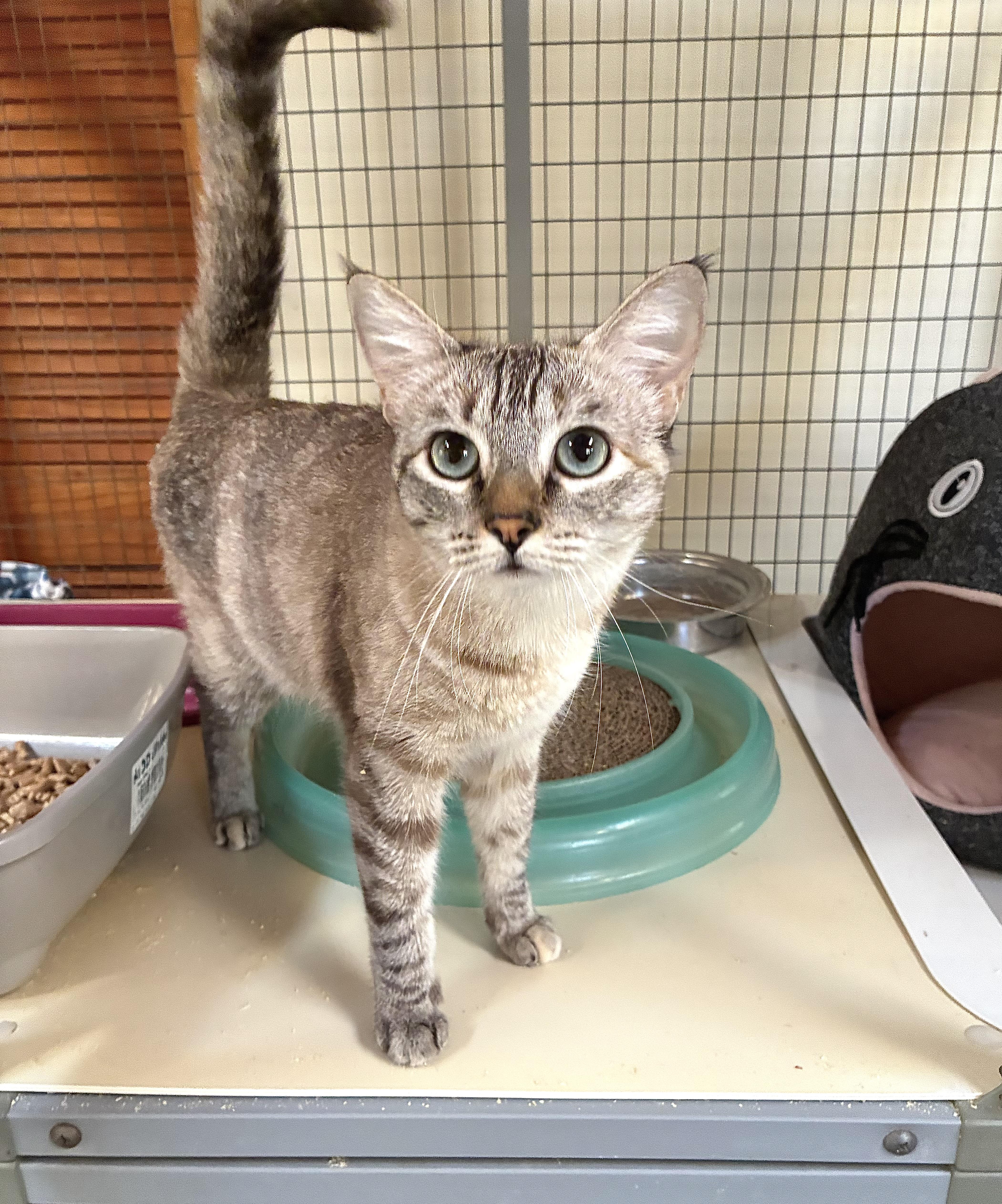 Enlarge Lilly, a Adoptable mixed breed in Ventura, CA image 1/4