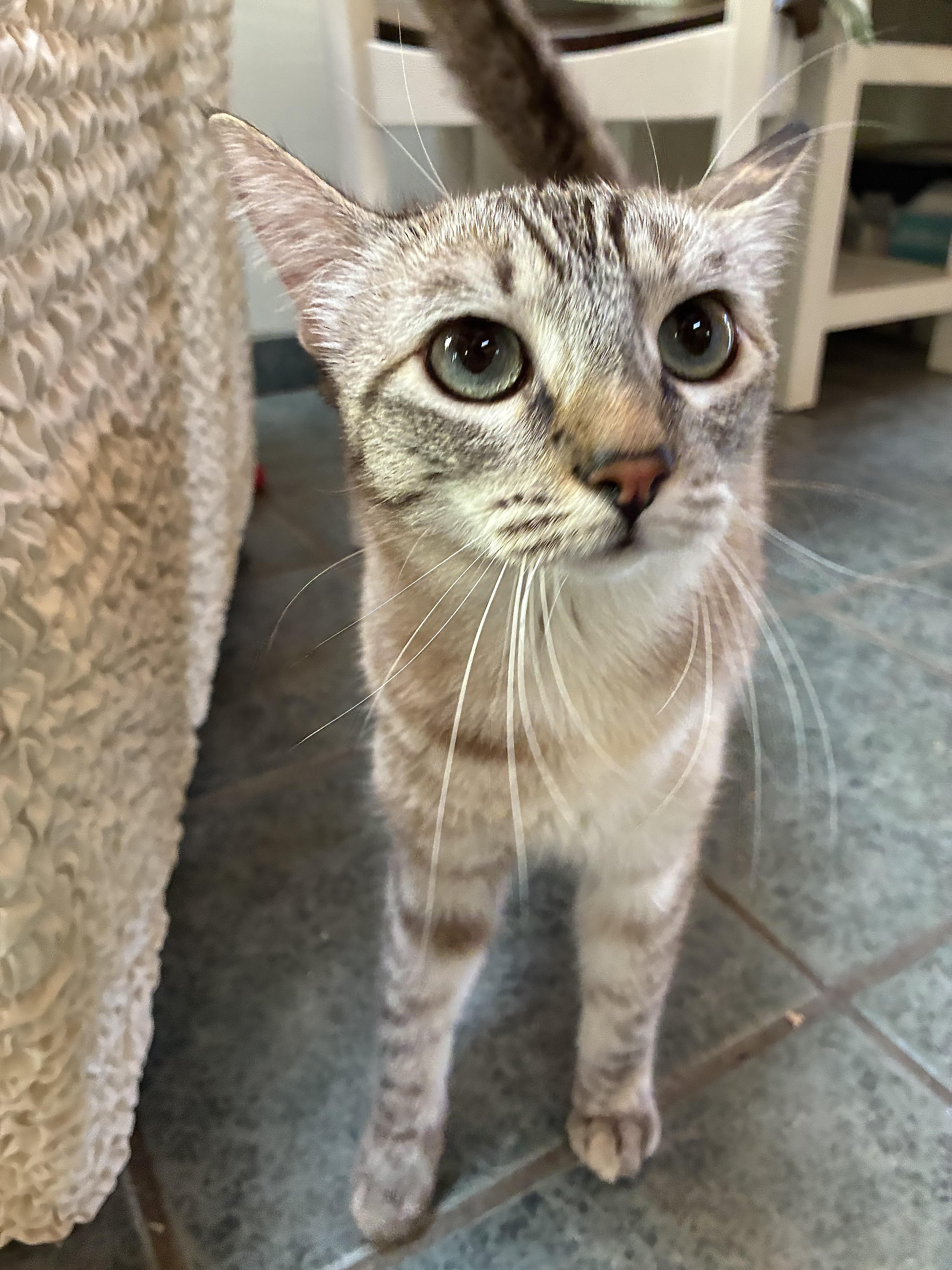 Enlarge Lilly, a Adoptable mixed breed in Ventura, CA image 3/4