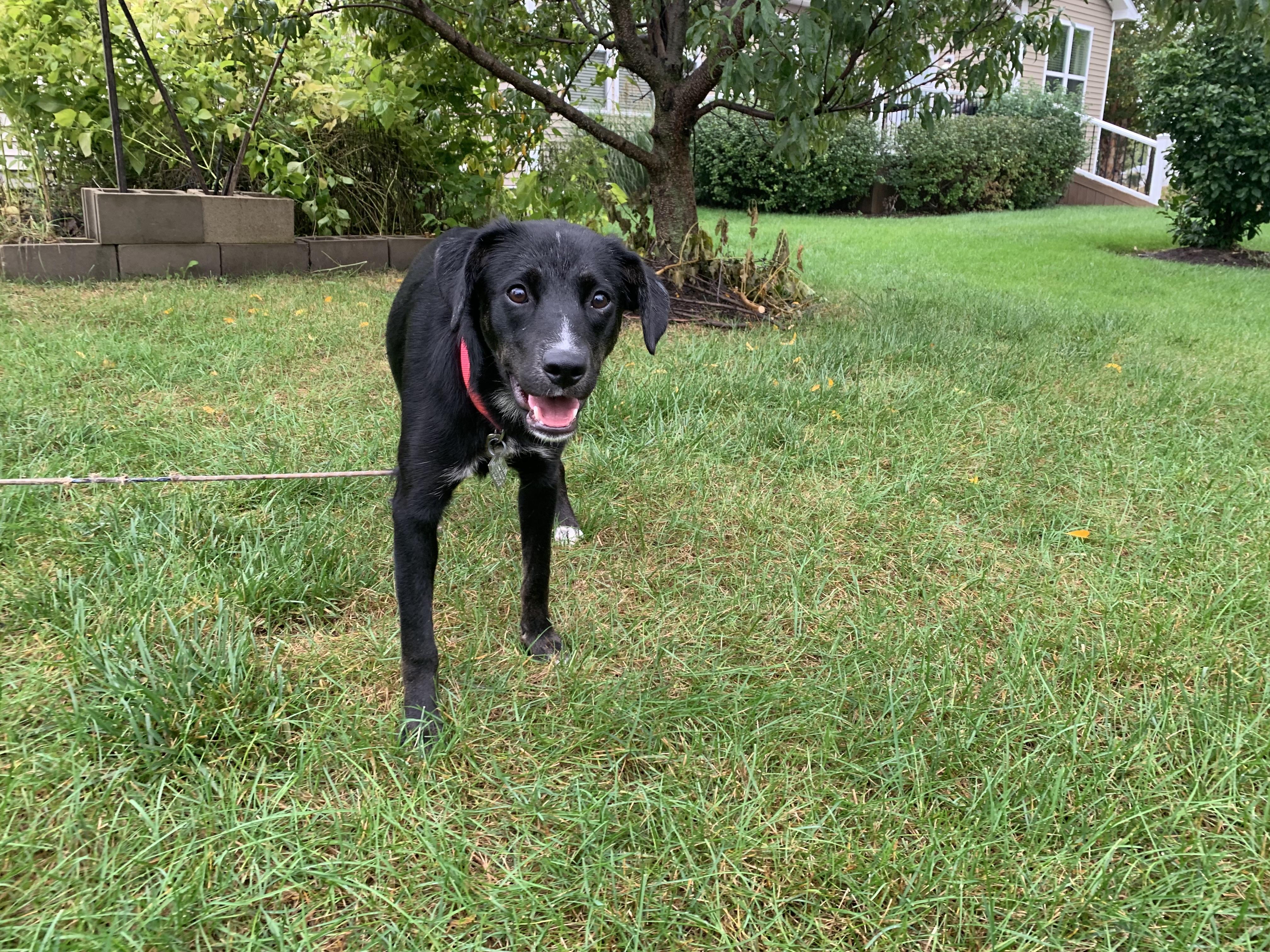 Enlarge Jetta, a Adoptable mixed breed in Aurora, IL image 3/4