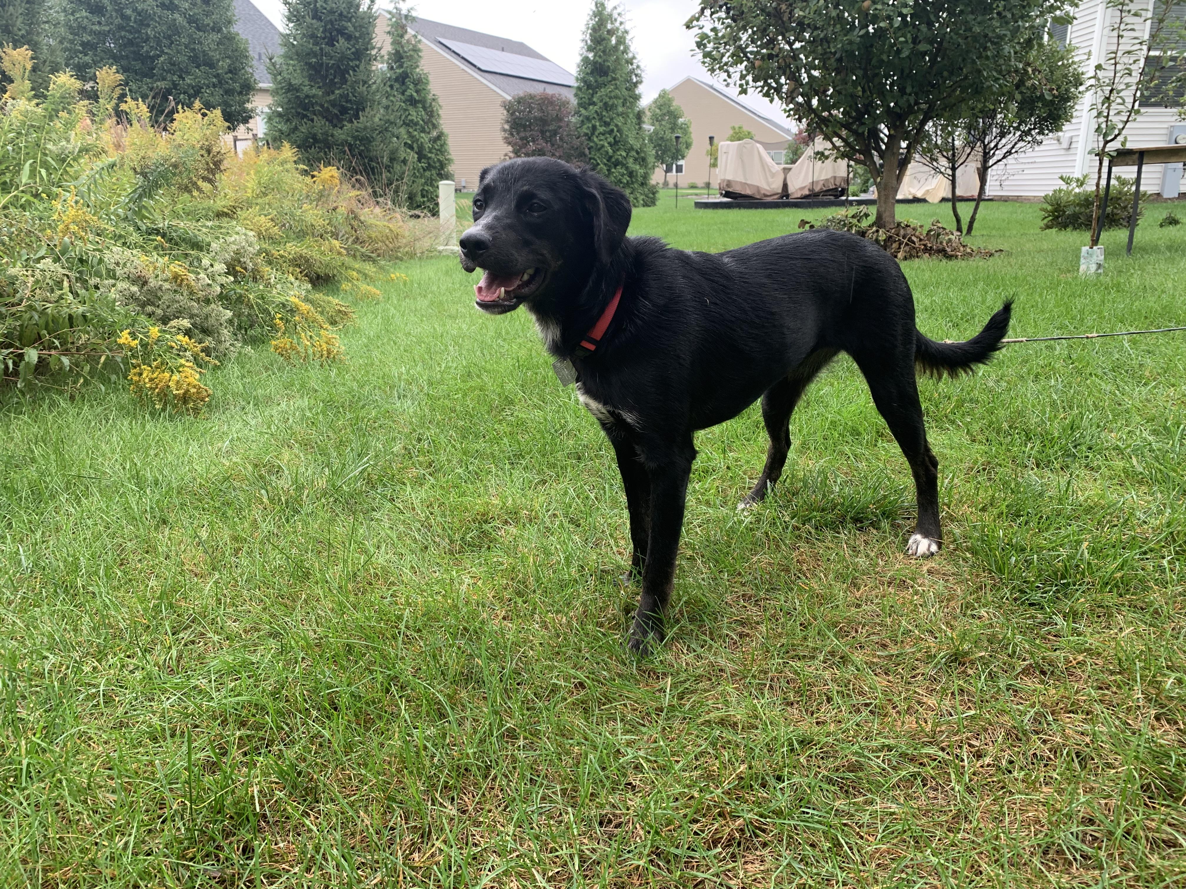 Enlarge Jetta, a Adoptable mixed breed in Aurora, IL image 4/4