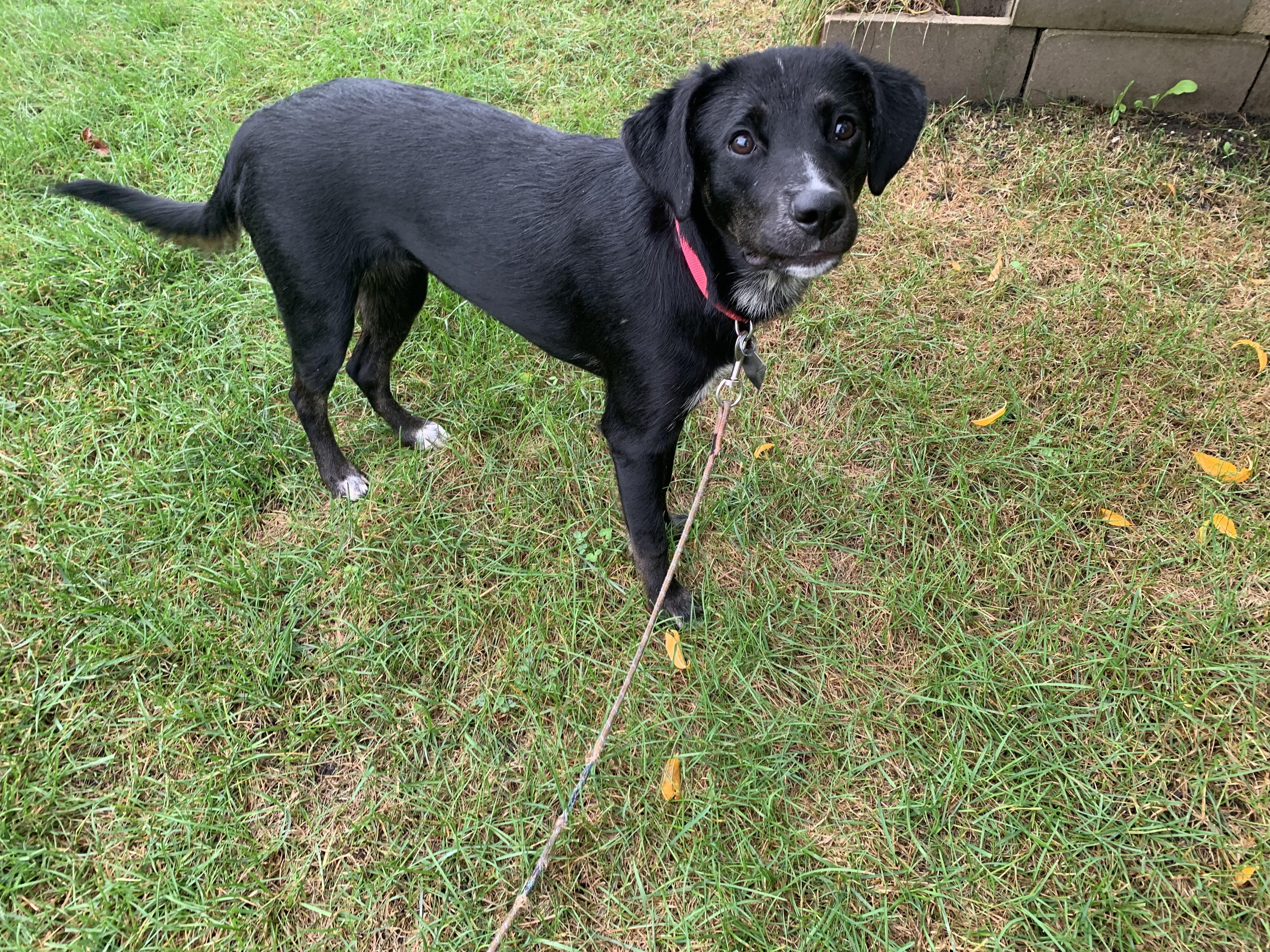 Enlarge Jetta, a Adoptable mixed breed in Aurora, IL image 2/4