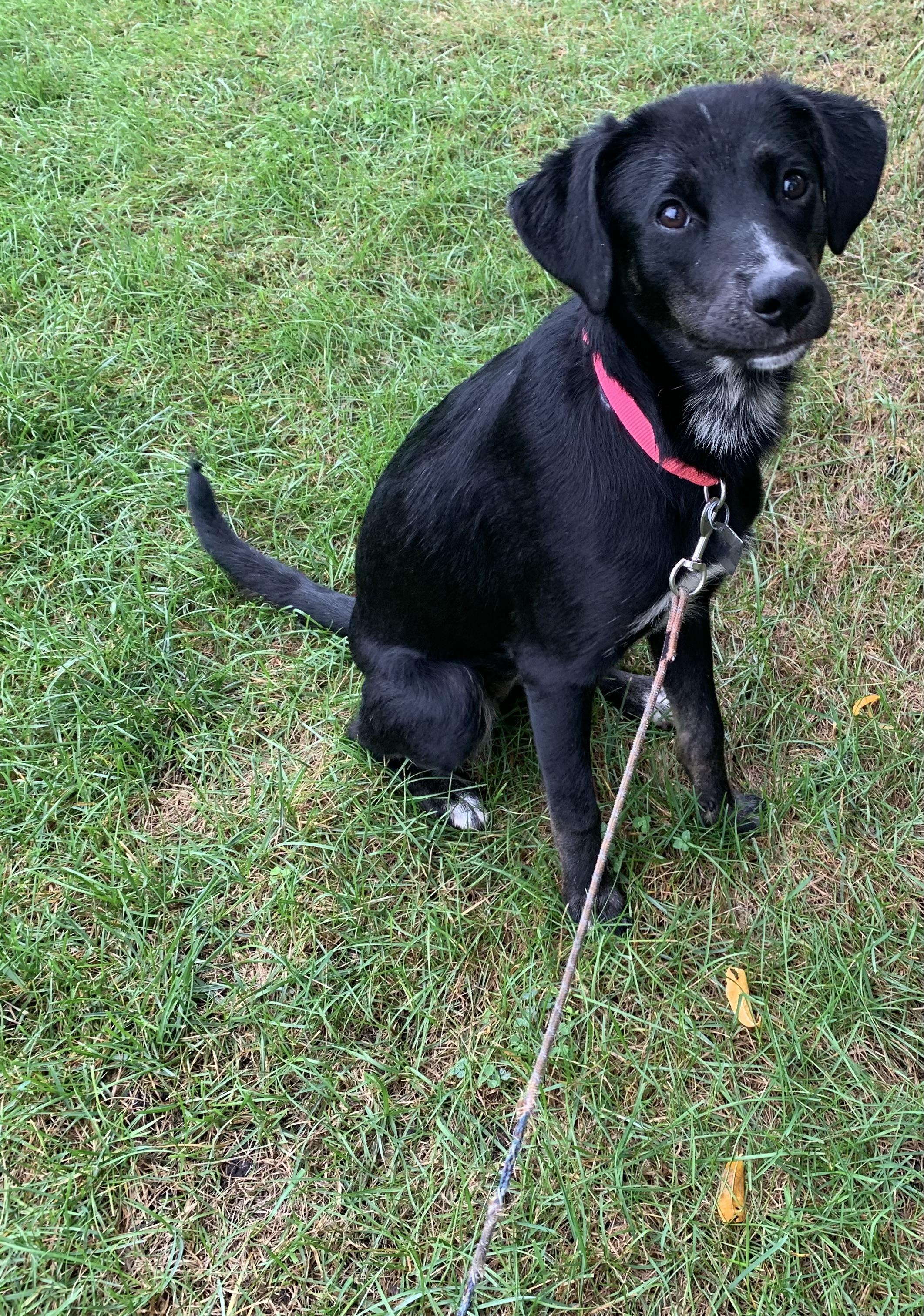 Jetta, Adoptable, Young Female Labrador Retriever & Terrier.