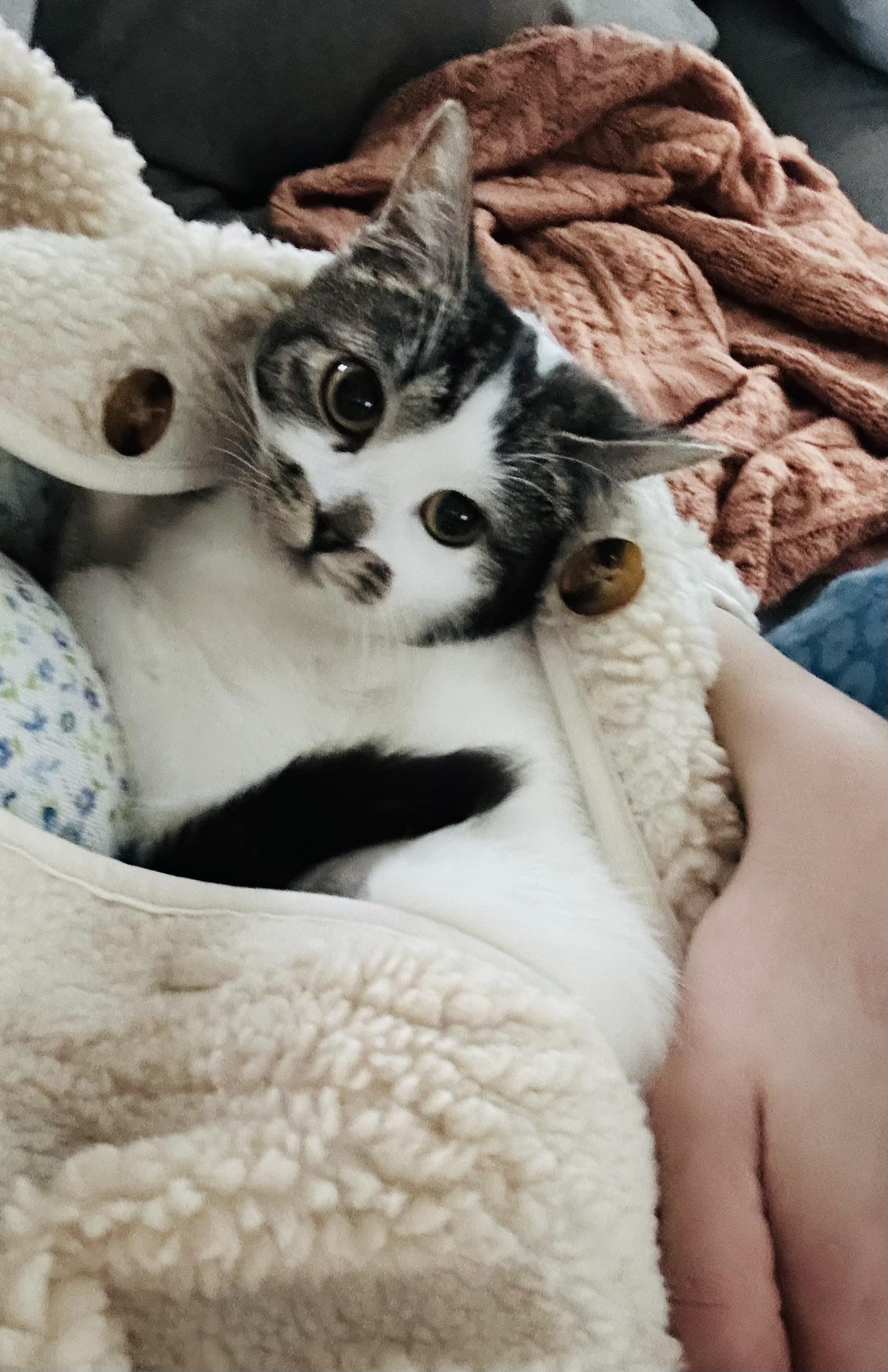 Maggie Moo - ab, Adoptable, Kitten Female Domestic Short Hair.