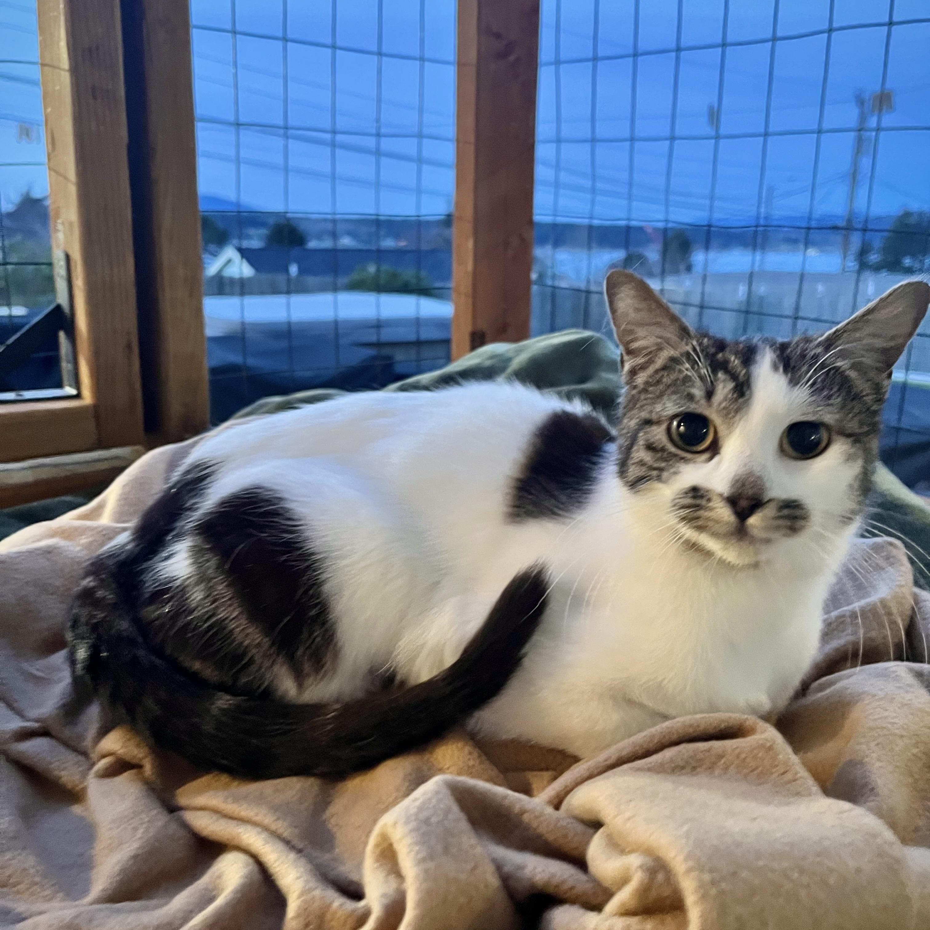 Maggie Moo - ab, Adoptable, Kitten Female Domestic Short Hair.