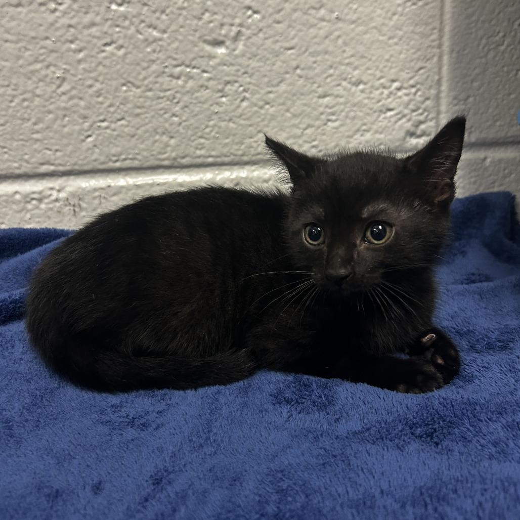 Crescent, Adopted, Kitten Female Domestic Short Hair.