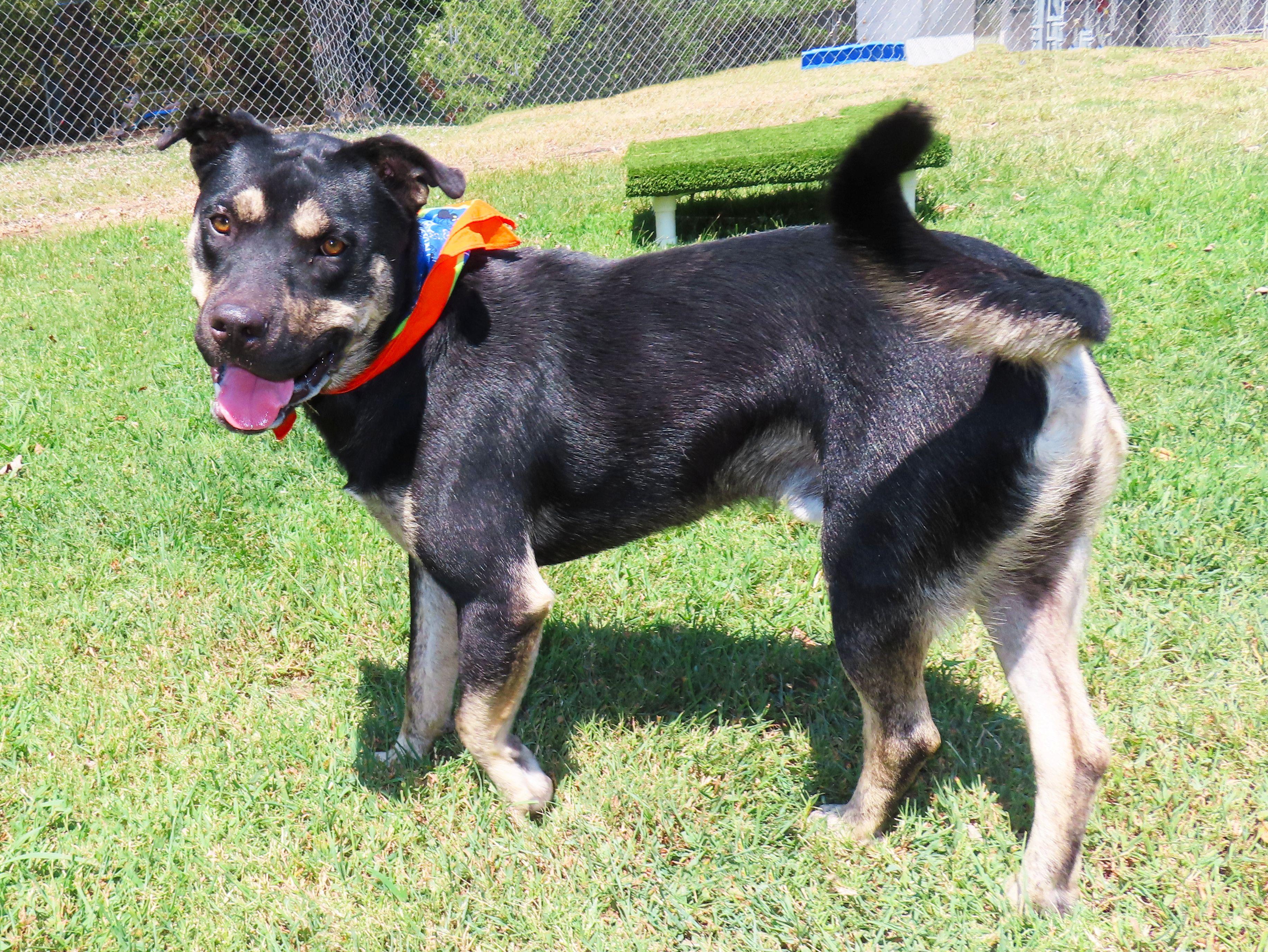 Enlarge Lukas 26C-214, a ADOPTABLE mixed breed in Rogers, AR image 3/5