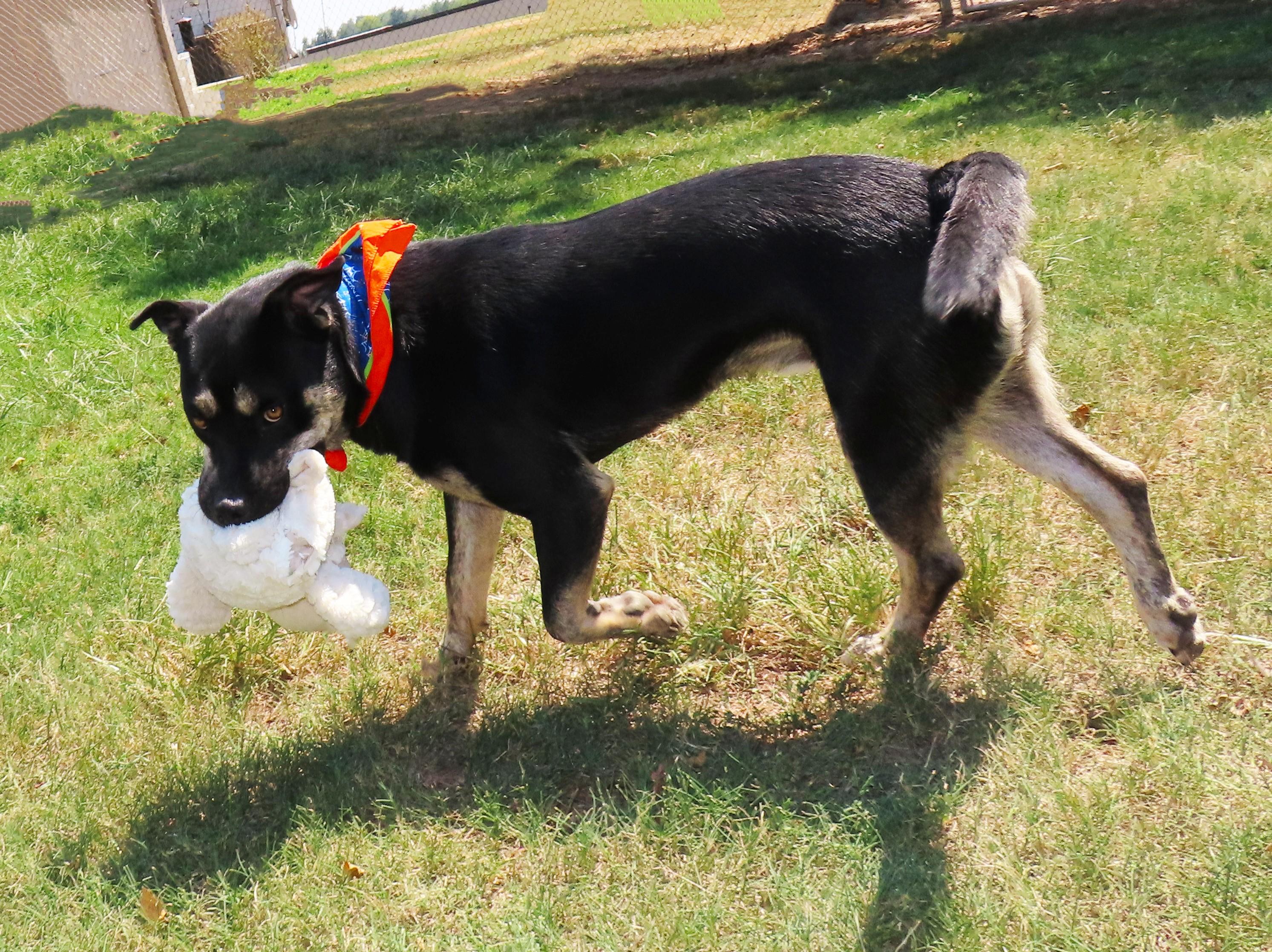 Enlarge Lukas 26C-214, a ADOPTABLE mixed breed in Rogers, AR image 5/5